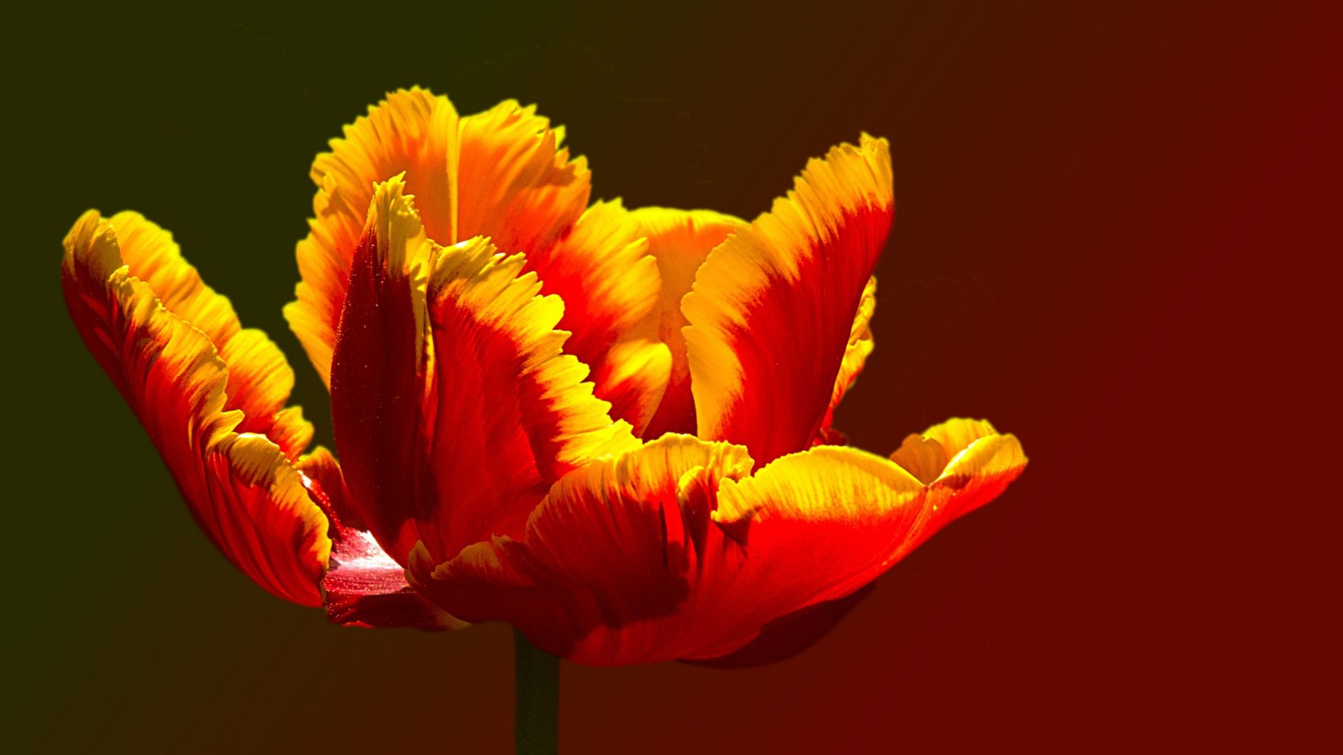 Wallpaper Tulip, parrot tulips flower, close up