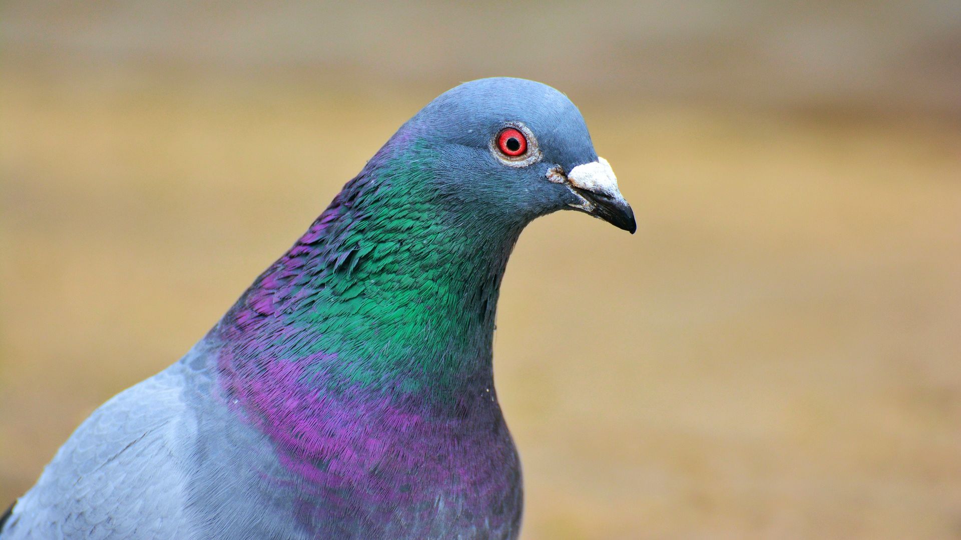 Desktop Wallpaper Pigeon, Dove, Colorful Neck, Bird, Hd Image, Picture,  Background, Hos9kh