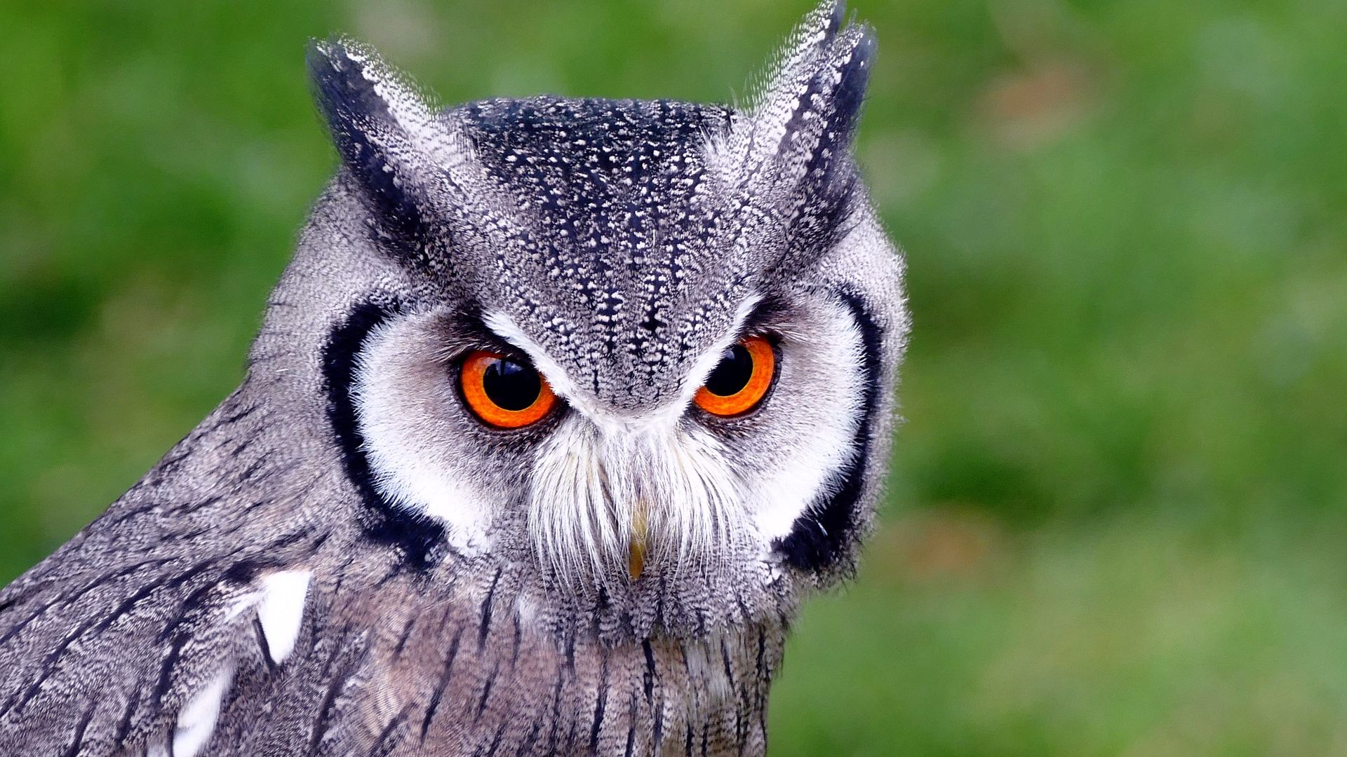 Wallpaper Northern white-faced owl bird, predator