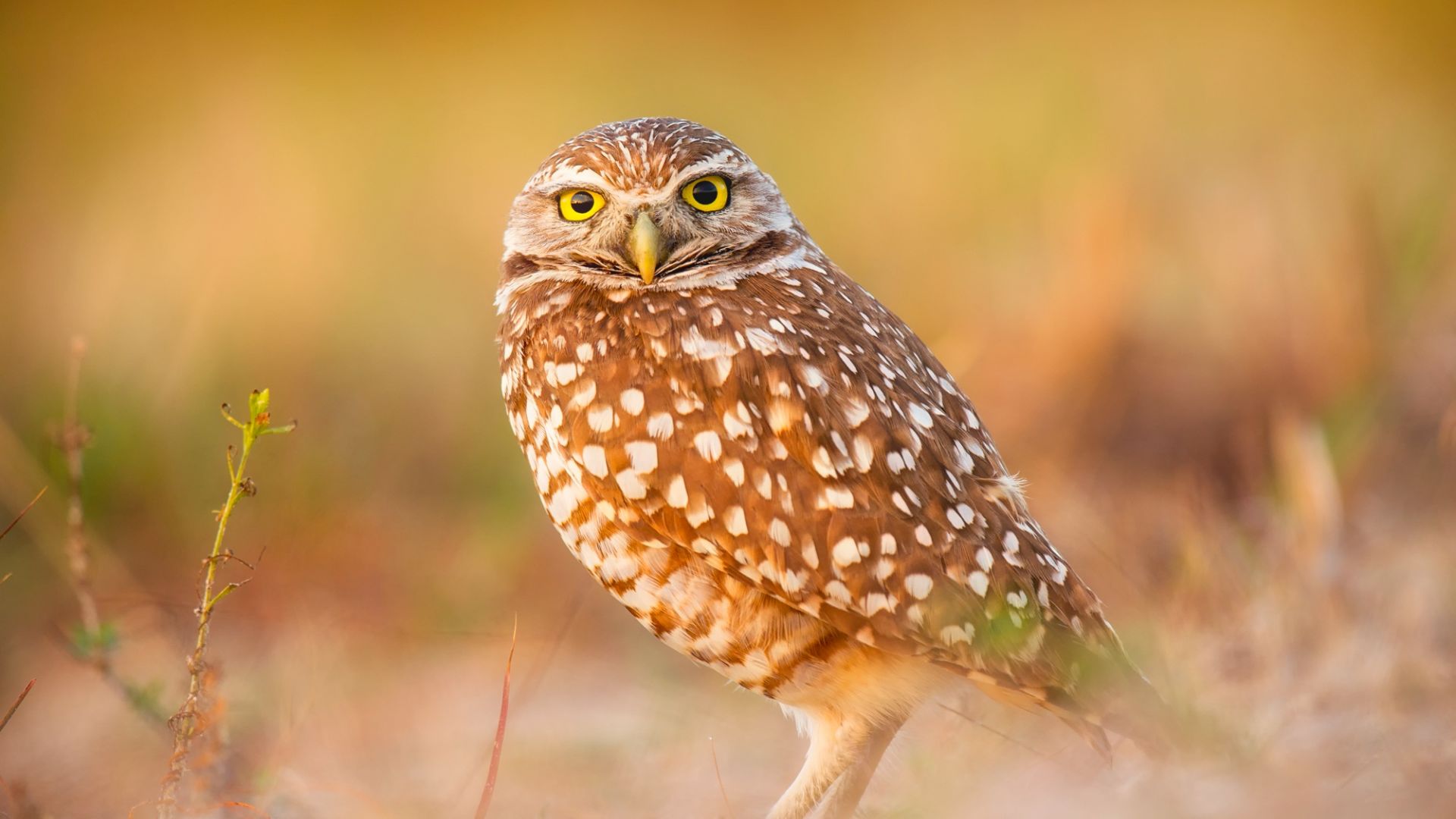 Wallpaper Owl, predator, bird, wildlife