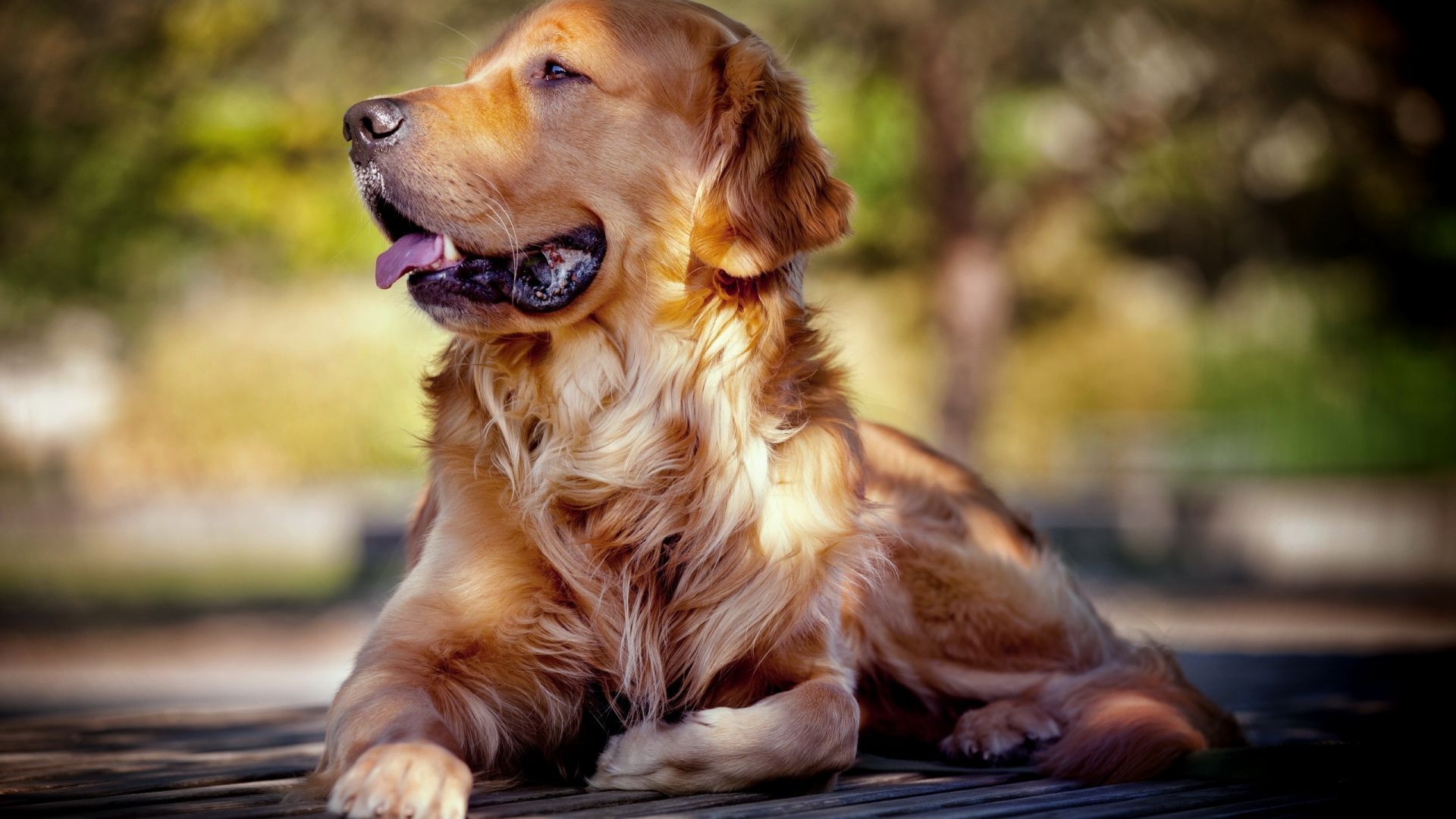 Wallpaper Golden Retriever dog muzzle