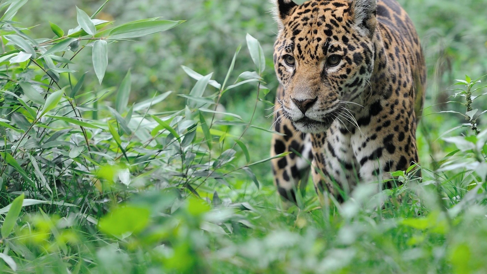 Wallpaper Wild Animal, Leopard, big cat, wild life, animal