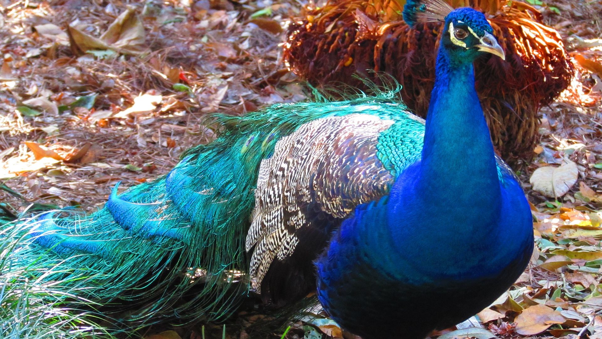 Wallpaper Peacock, bird, colorful