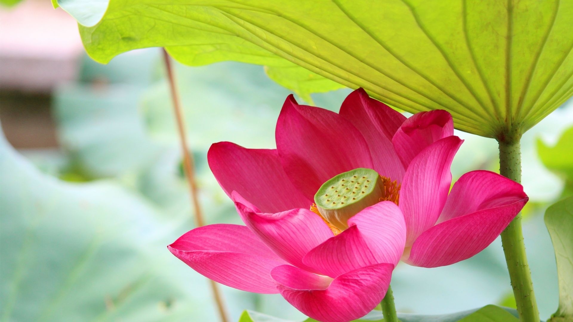 Wallpaper Pink lotus bud, close up, bud