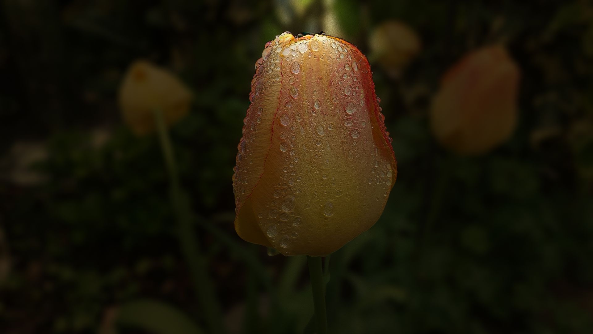 Wallpaper Tulip, morning, dew drops, flower