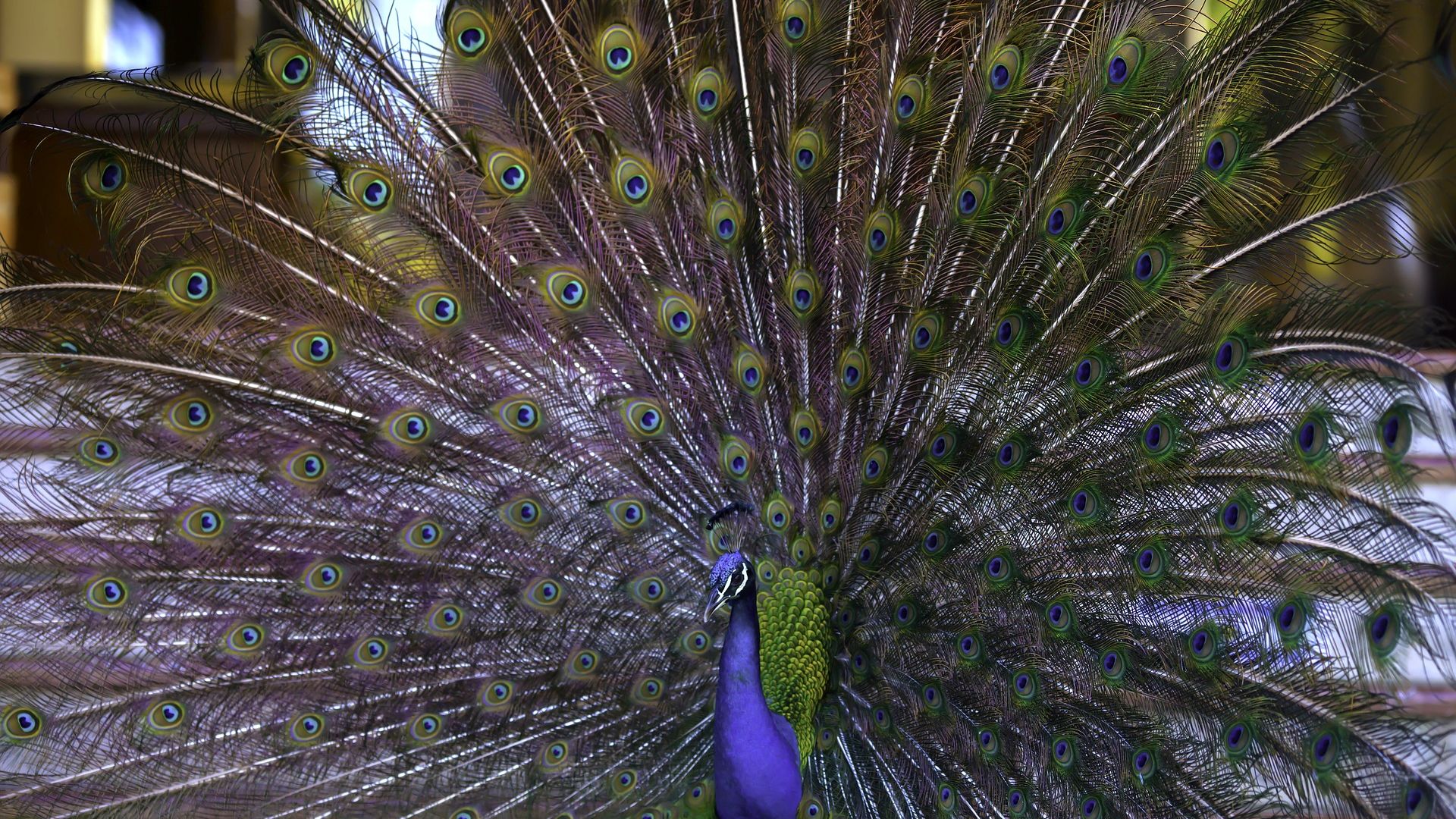 Wallpaper Peacock bird, dancing, feathers