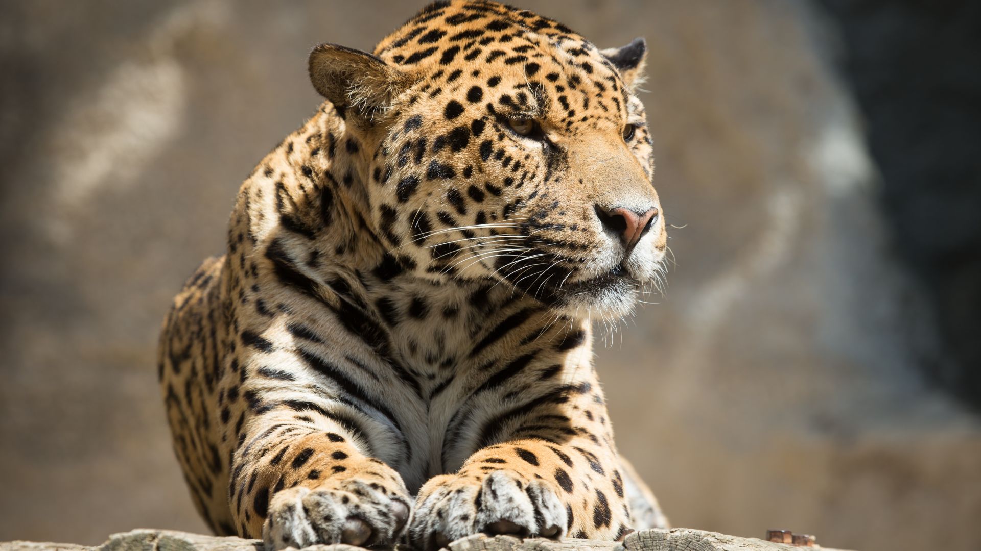 Wallpaper Jaguar animal