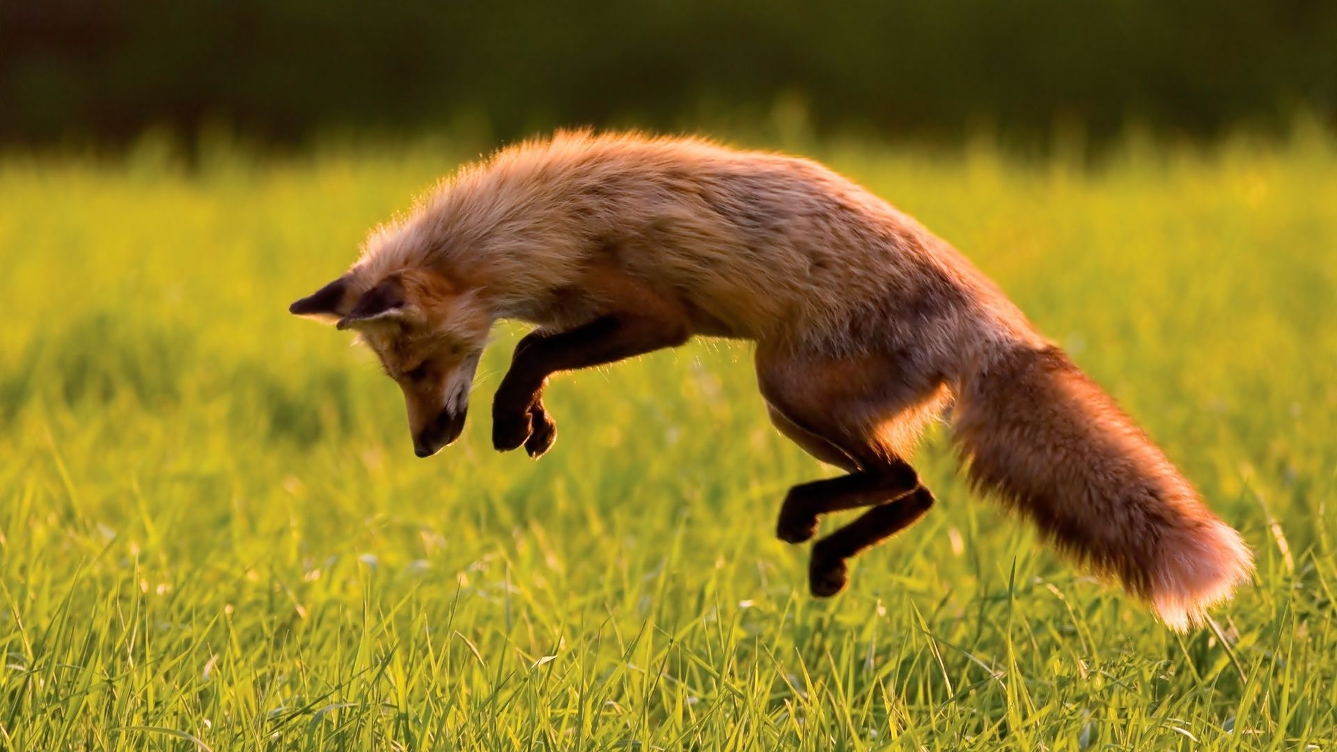 Wallpaper Fox jumping in grass field