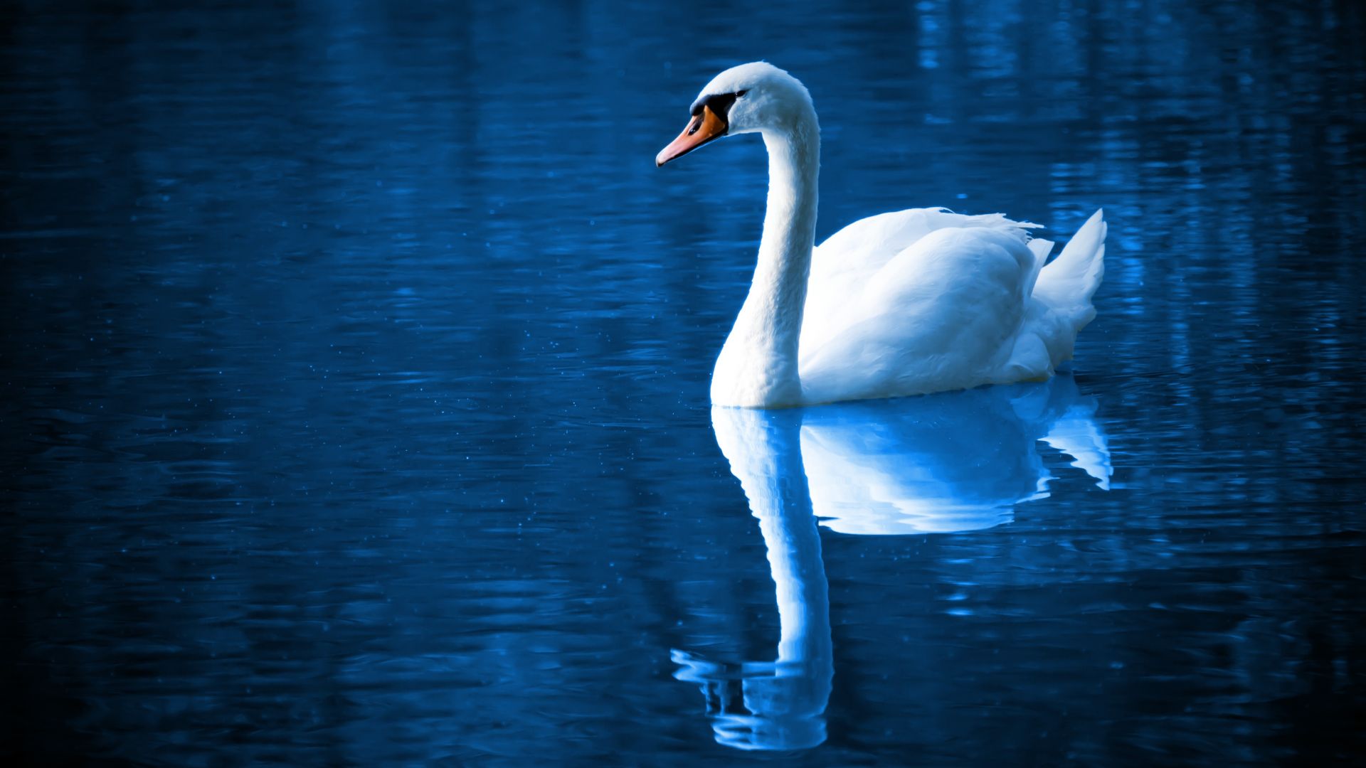 Wallpaper Beautiful bird, swan, reflections