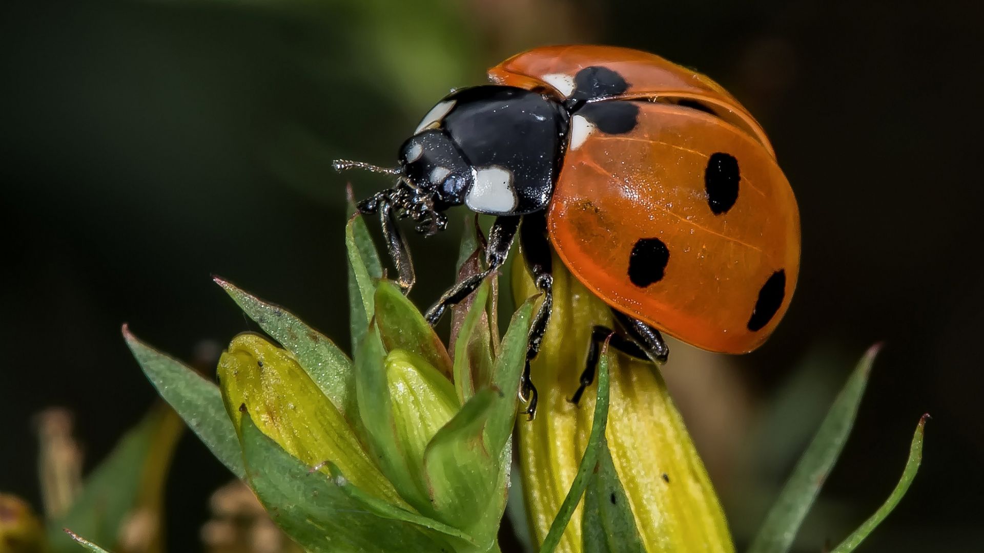 Wallpaper Ladybug, close up, leaves