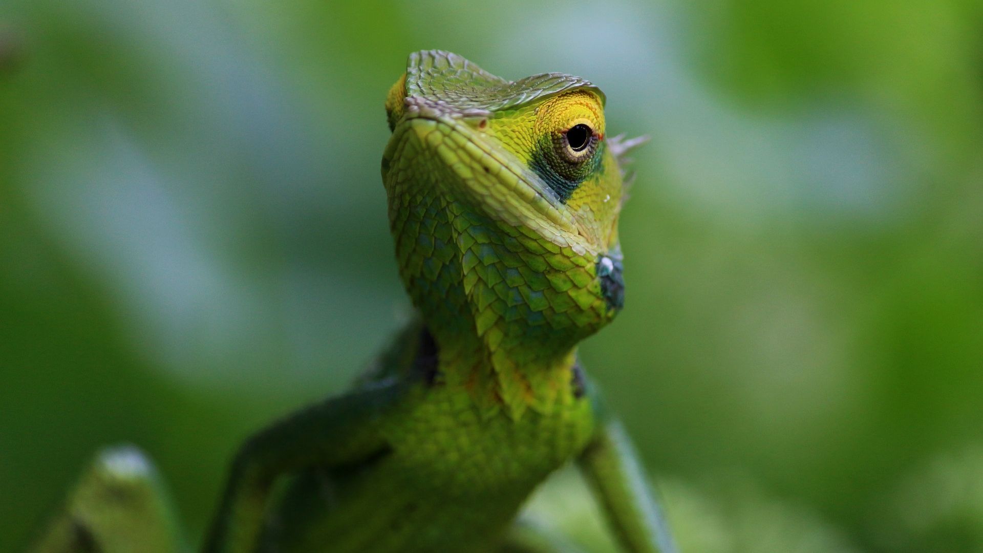 Wallpaper Chameleon, a green lizard