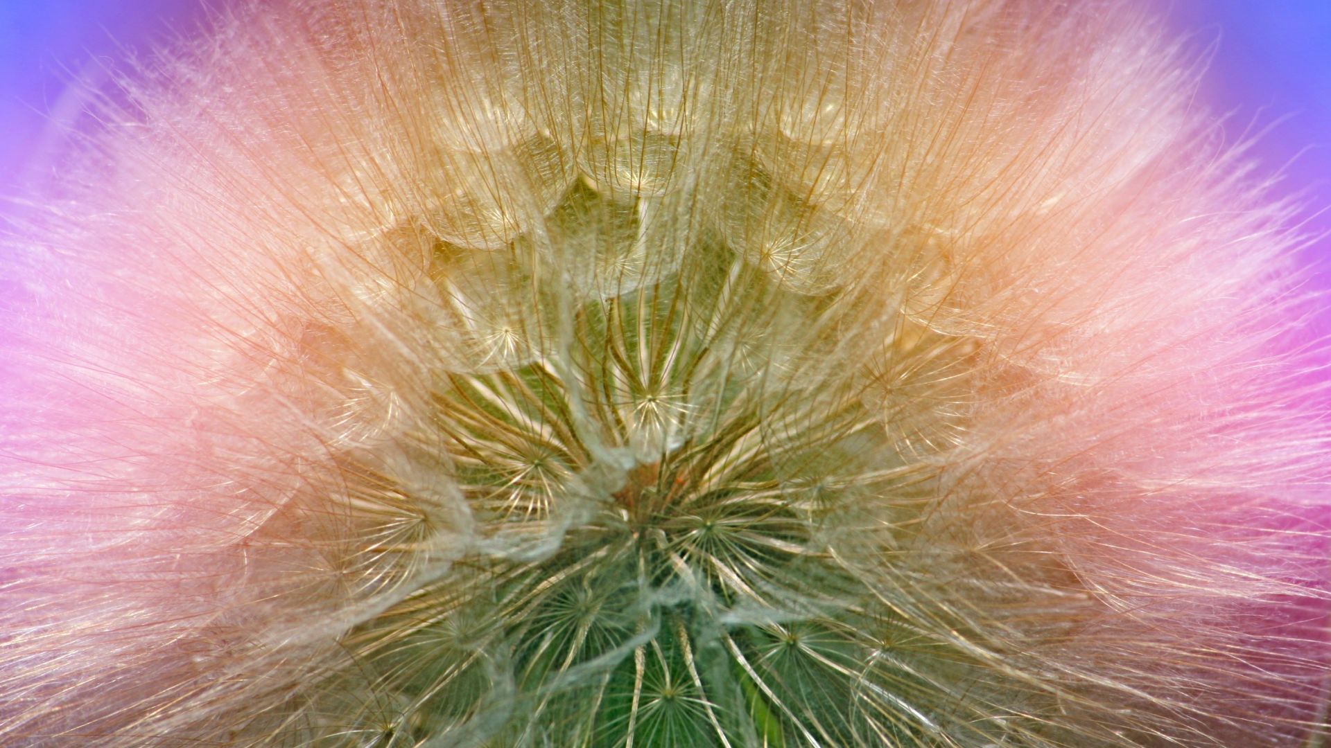 Wallpaper Dandelion weed flower, close up