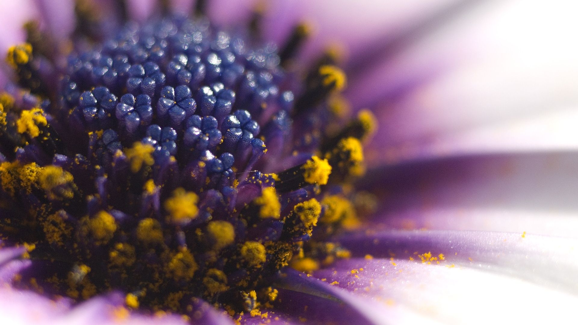 Wallpaper Daisy flower, pollen, macro view