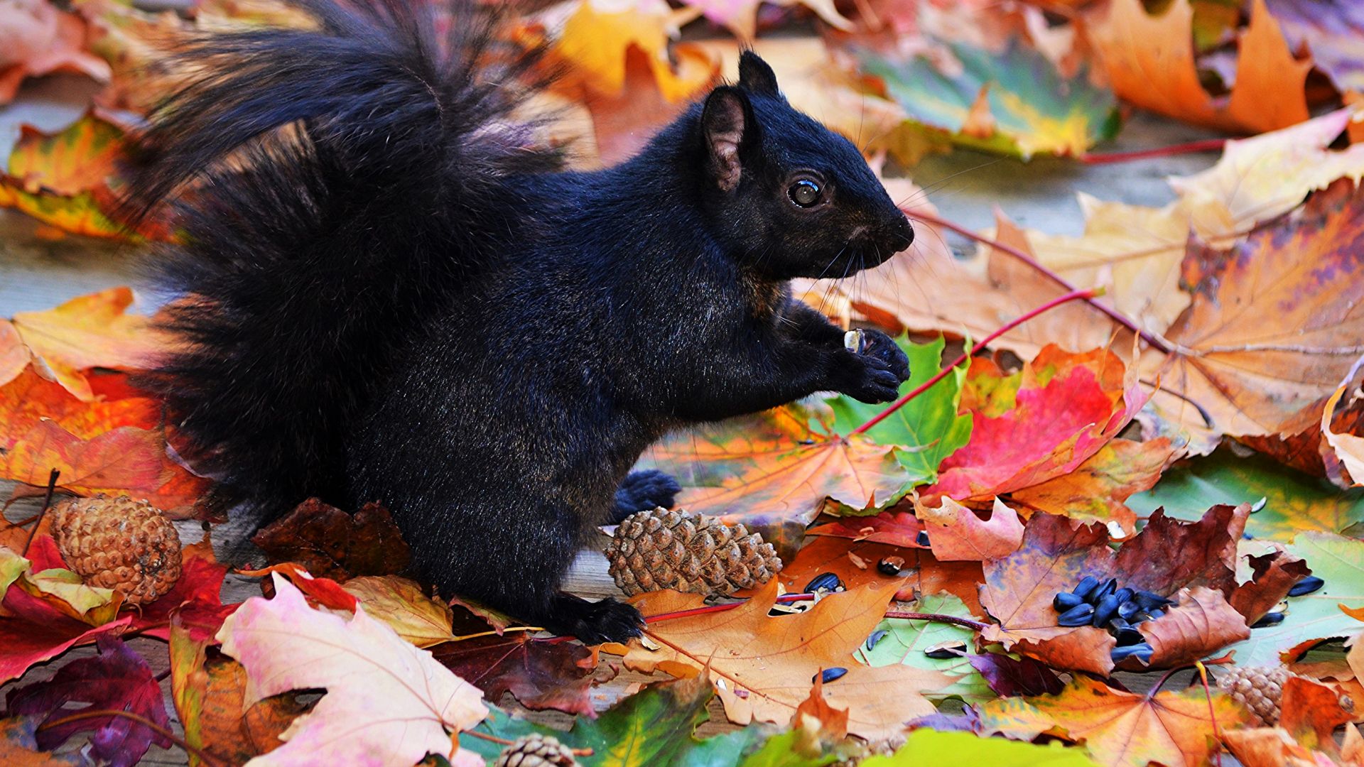 Wallpaper Cute black squirrel animal