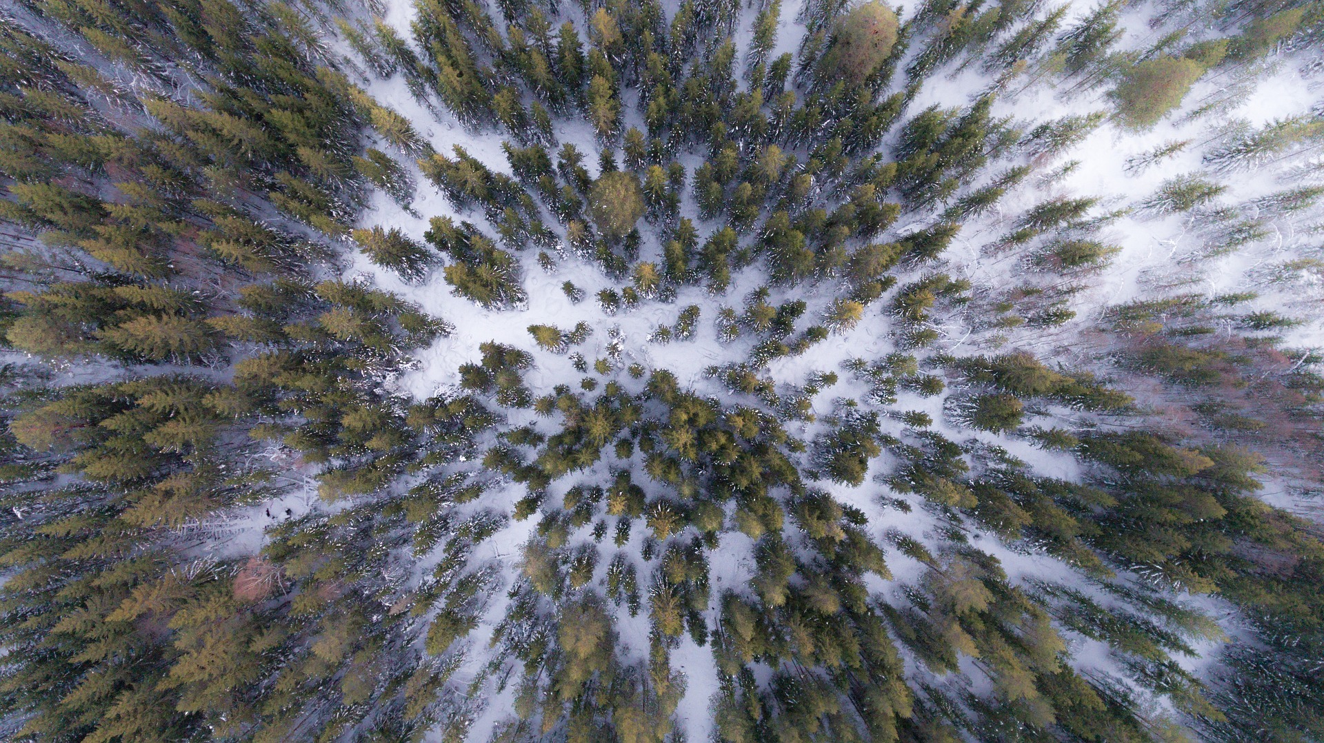 Wallpaper Forest, trees, winter, aerial view
