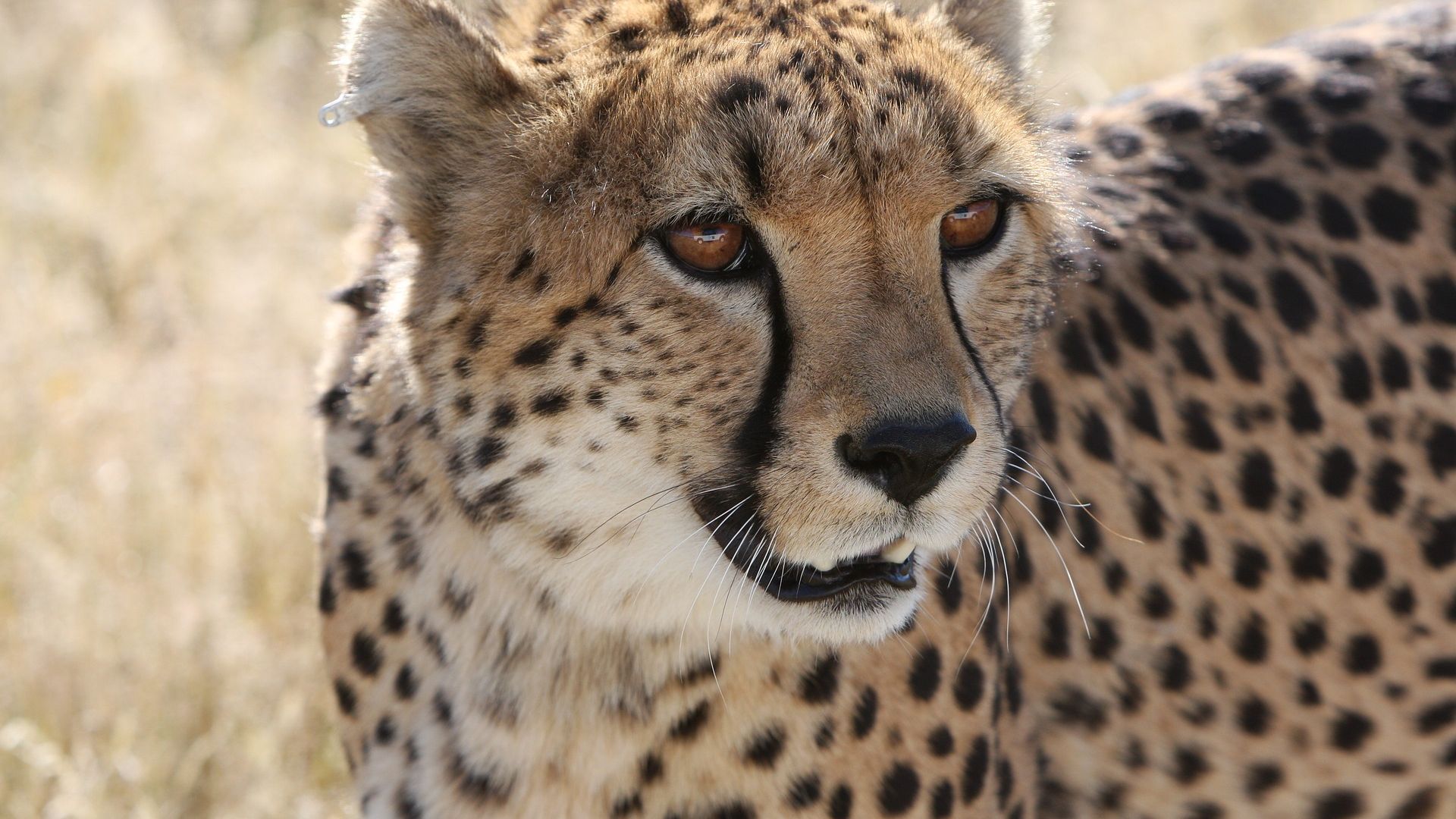 Wallpaper Cheetah, wild cat, wildlife
