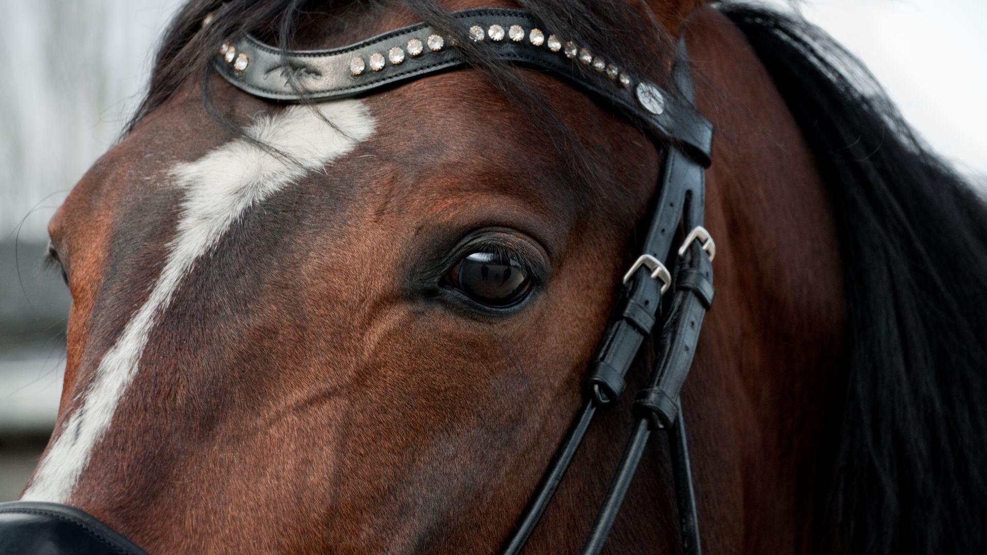 Wallpaper Horse head, close up, eye