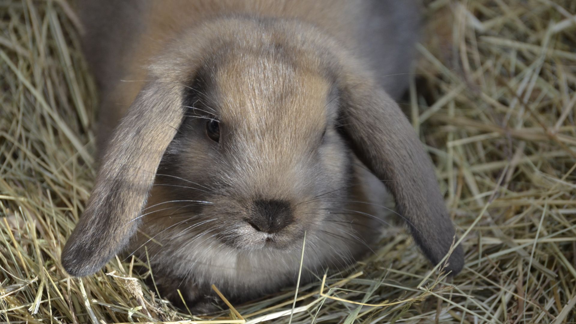 Wallpaper Dwarf rabbit rabbit in hay
