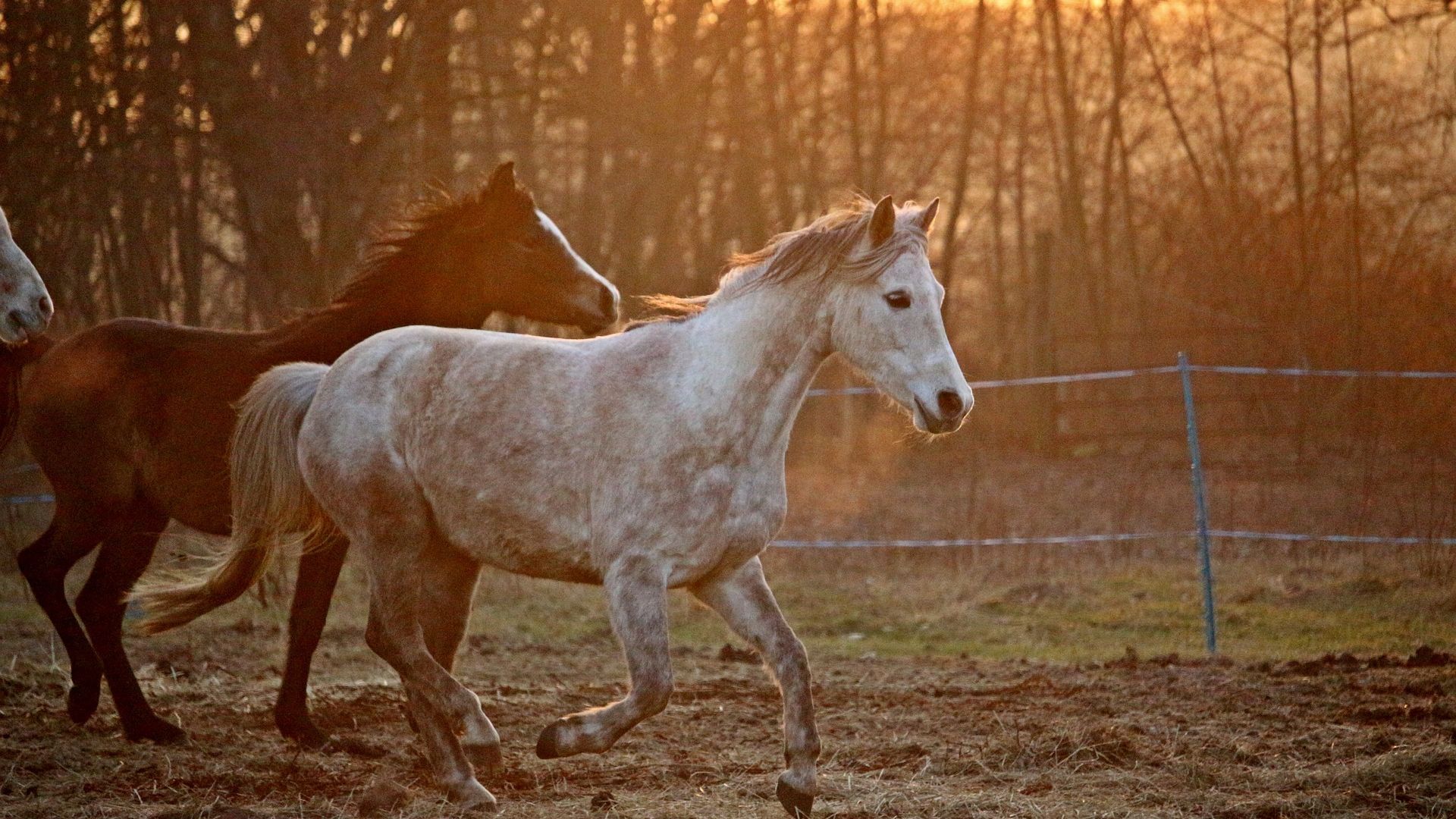 Wallpaper Horse, running, sunset
