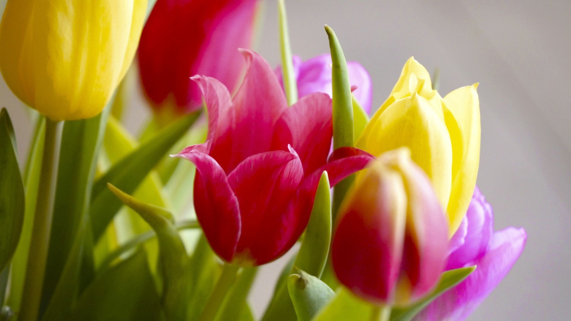 Wallpaper Tulip bouquet, colorful, flowers