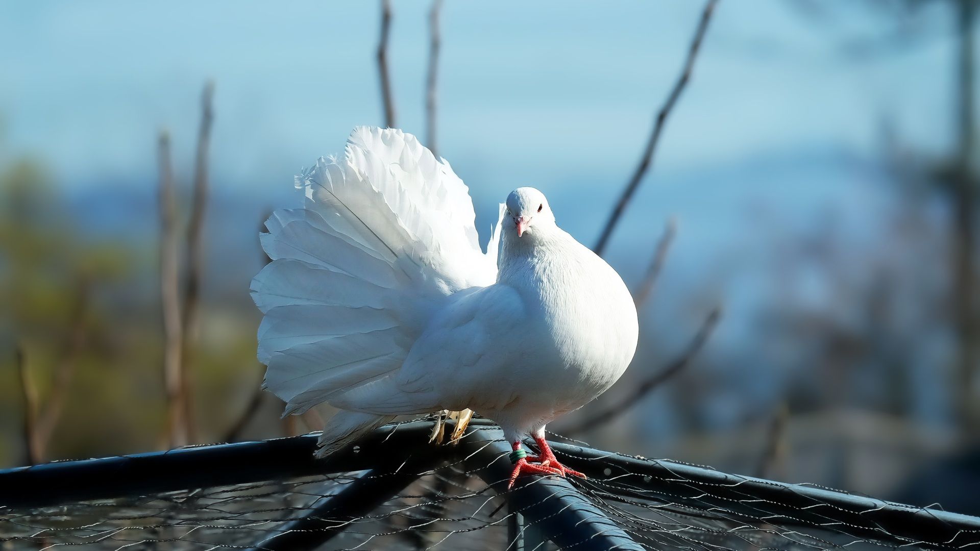 Wallpaper White dove, feathers, cute bird