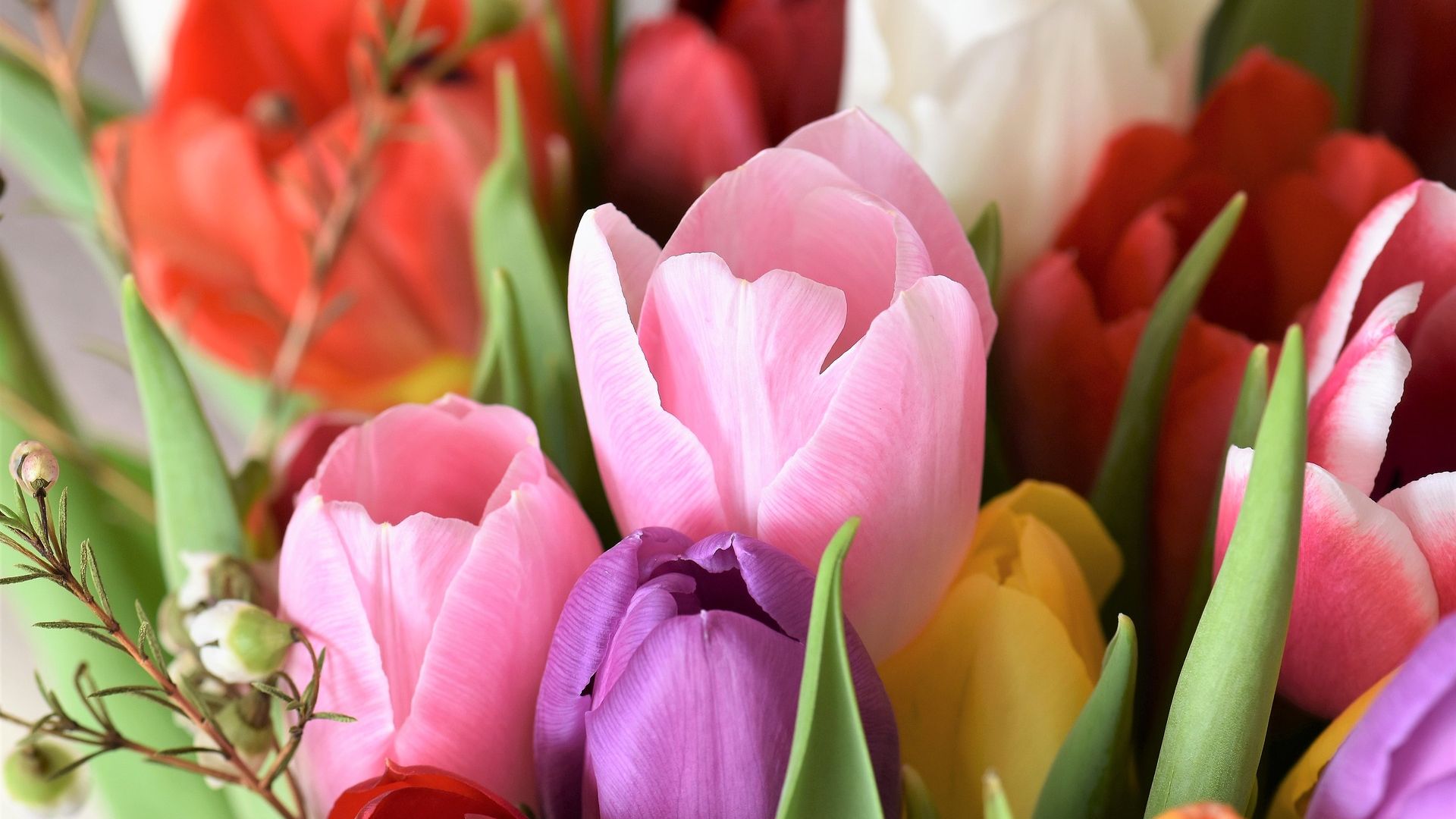 Wallpaper Tulips flowers, colorful flowers