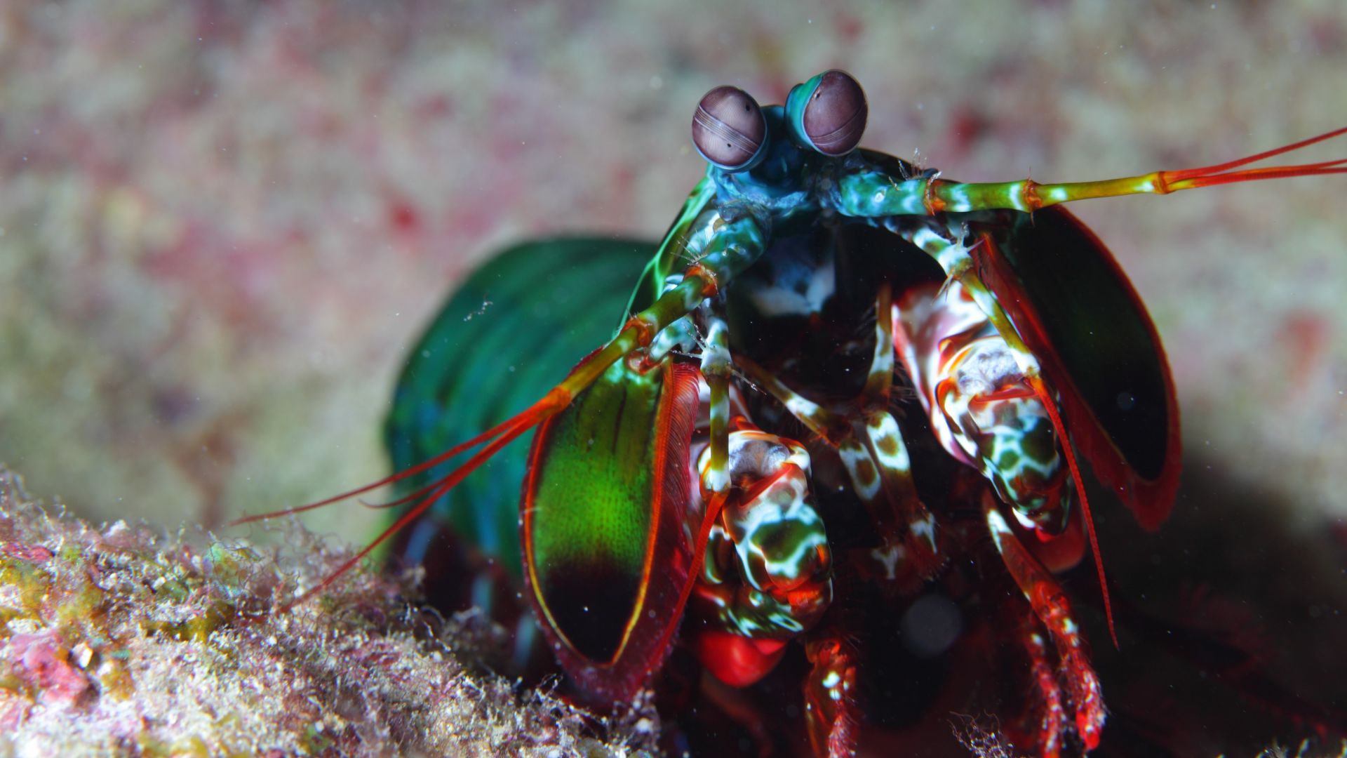 Wallpaper Mantis shrimp, Indian pacific ocean