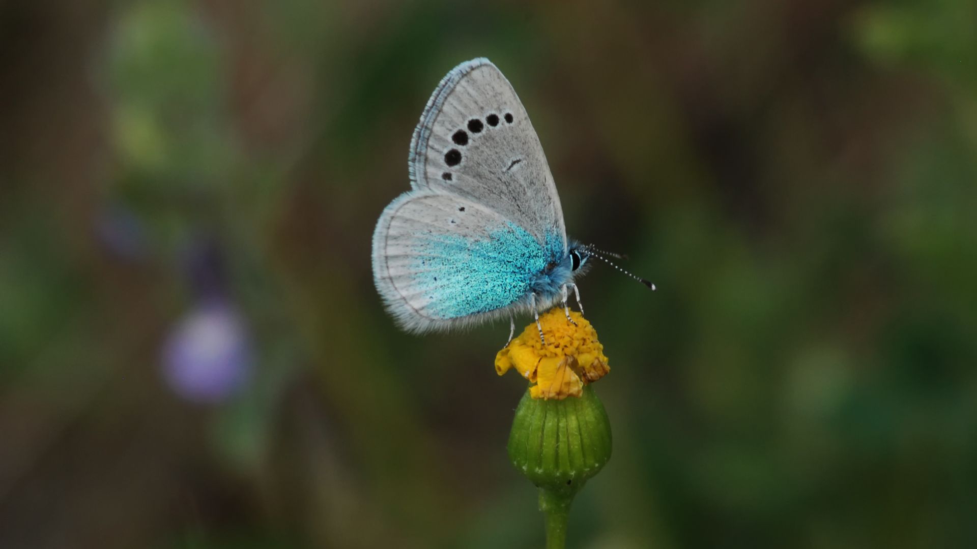 Wallpaper Blue butterfly, flower, insect