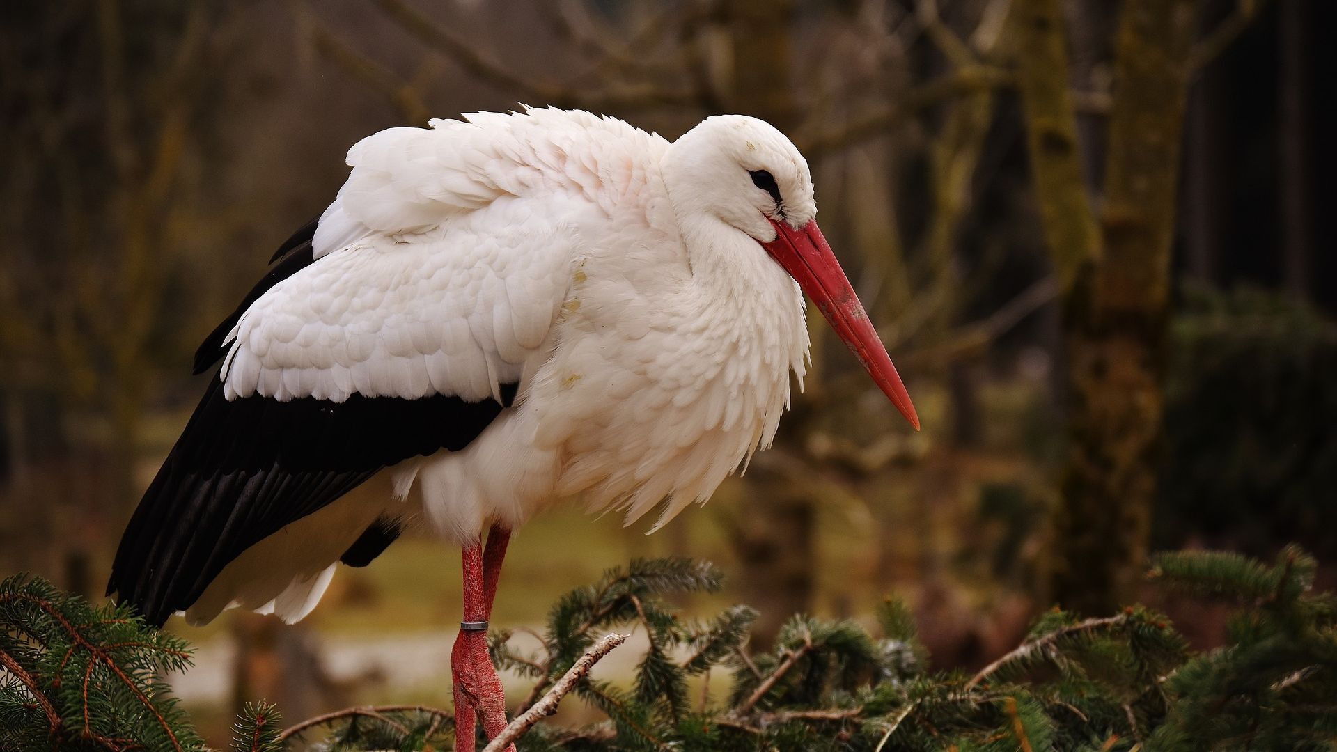 Wallpaper Stork, bird, long beak