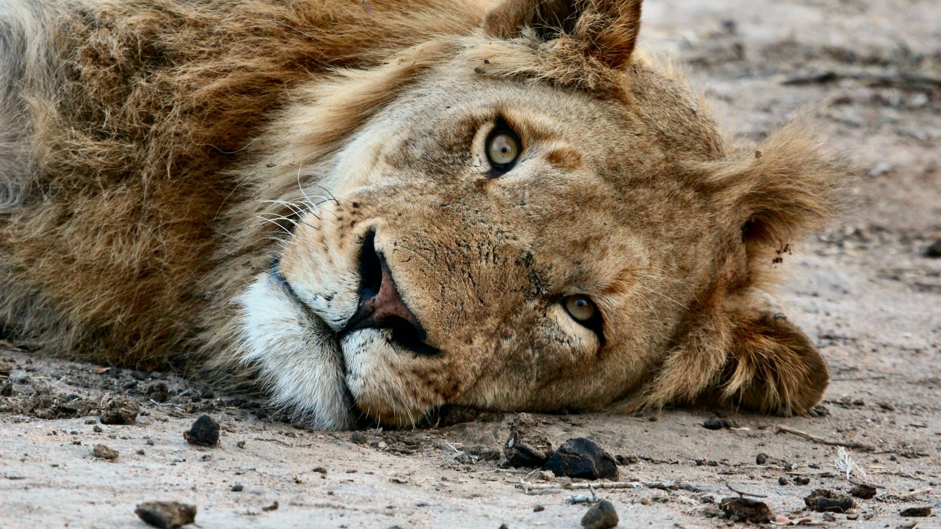 Wallpaper Lion, predator, relaxing