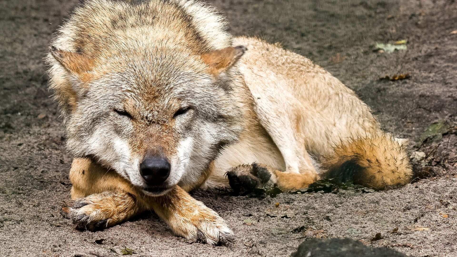 Wallpaper Wolf, wild animal, predator, relaxed