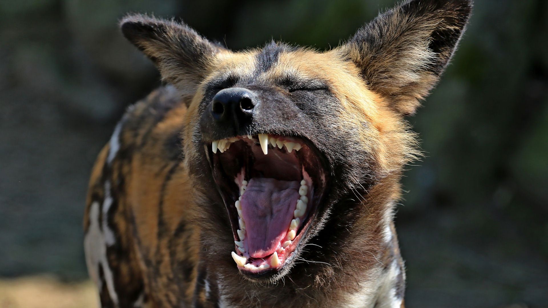 Wallpaper Hyena, yawn, wild animal