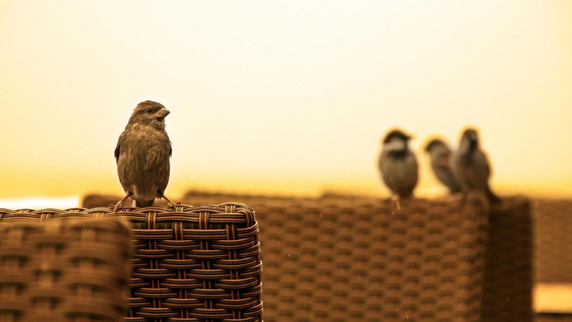 Wallpaper Cute sparrow birds
