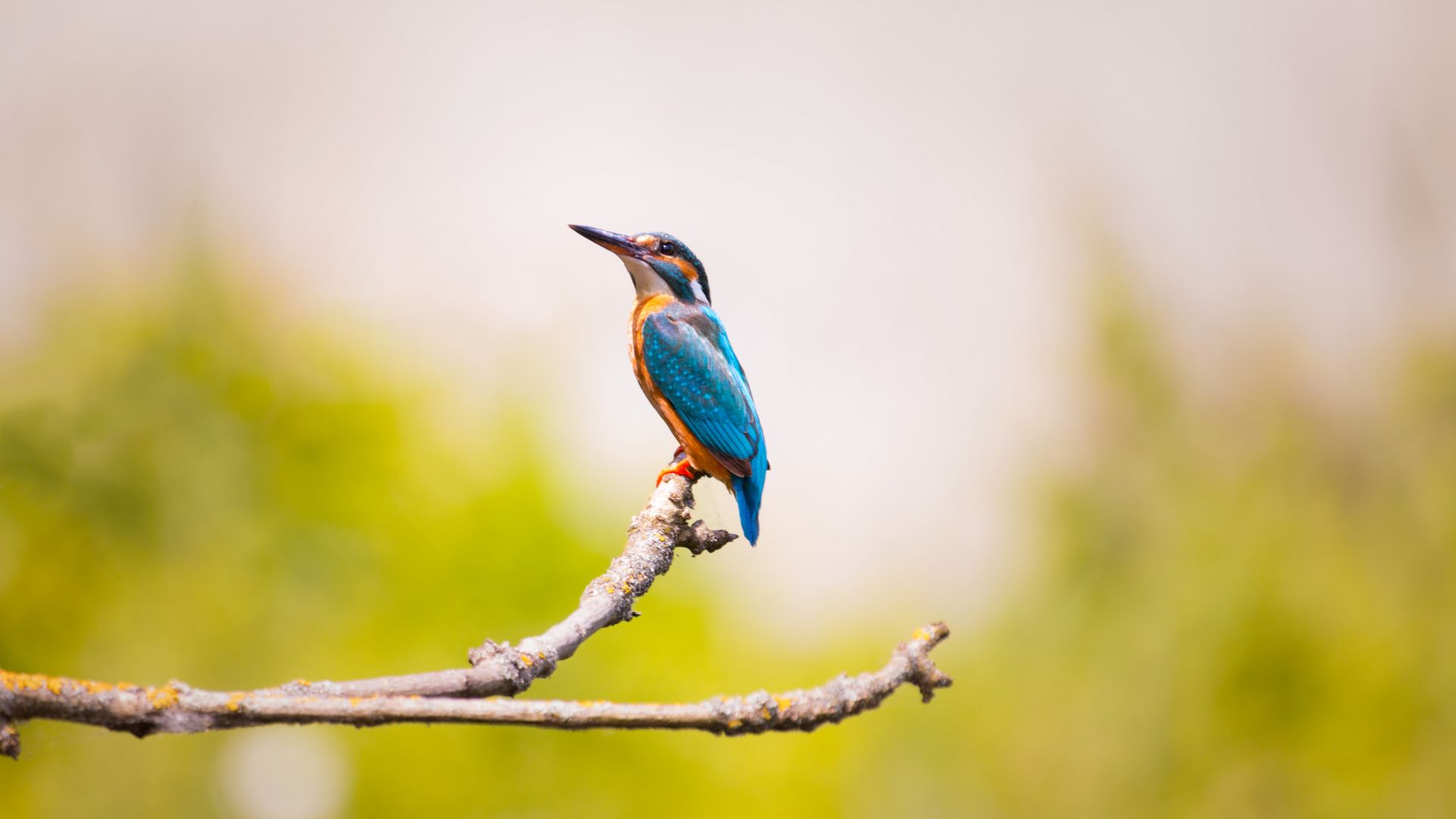 Wallpaper Kingfisher, tree branch, colorful bird, blur