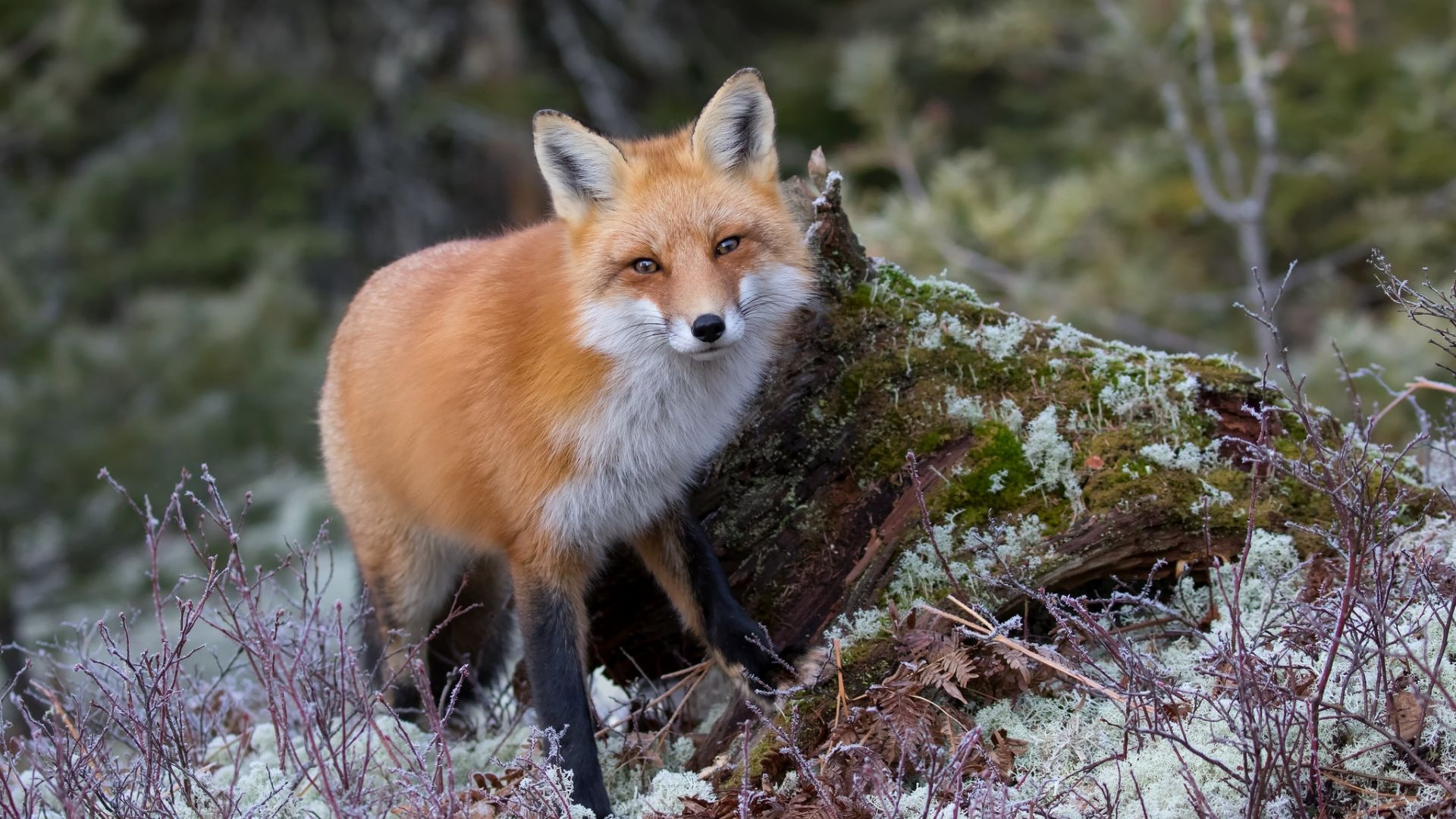Wallpaper Fox animal