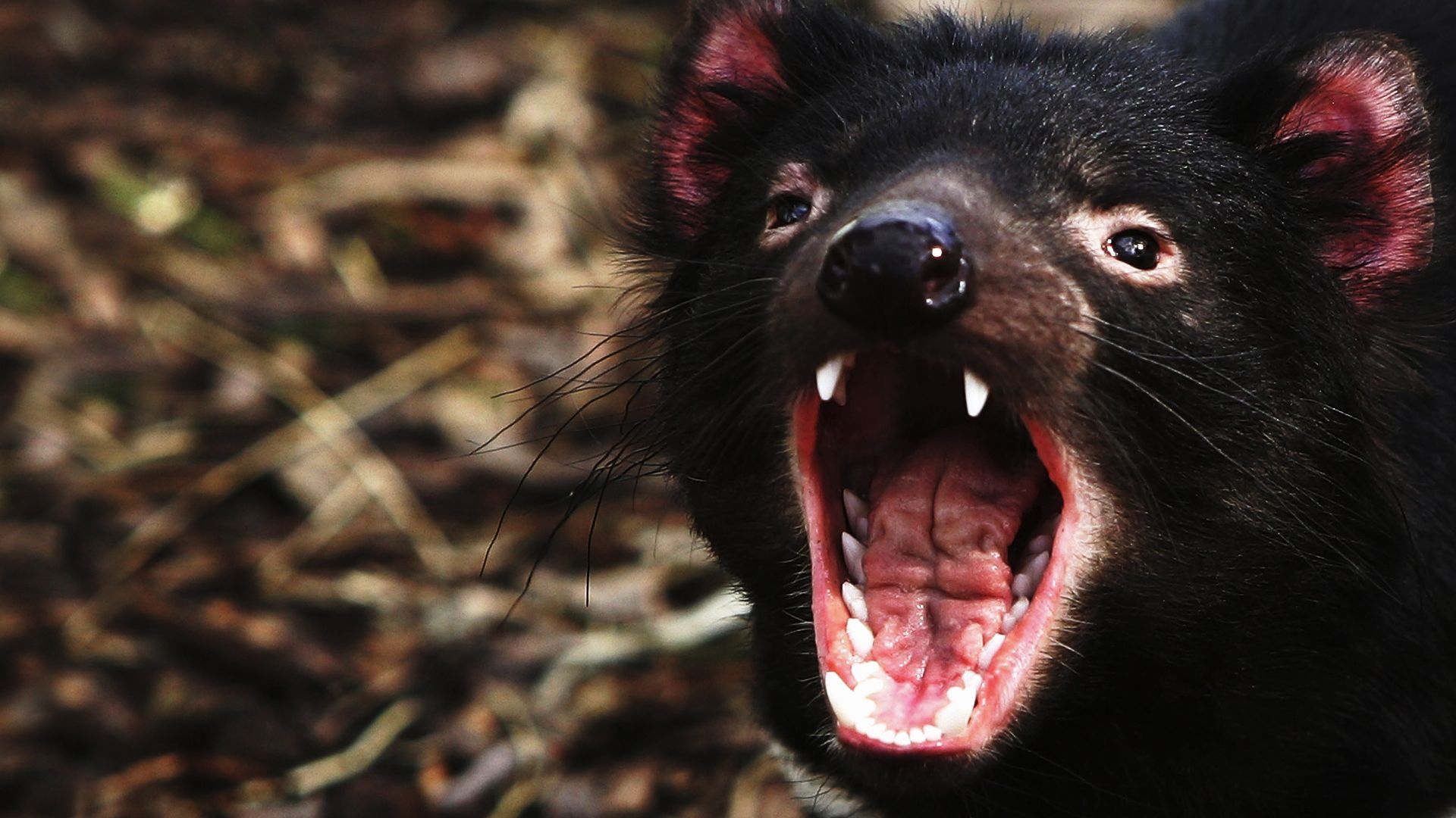 Wallpaper Angry Tasmanian devil, muzzle