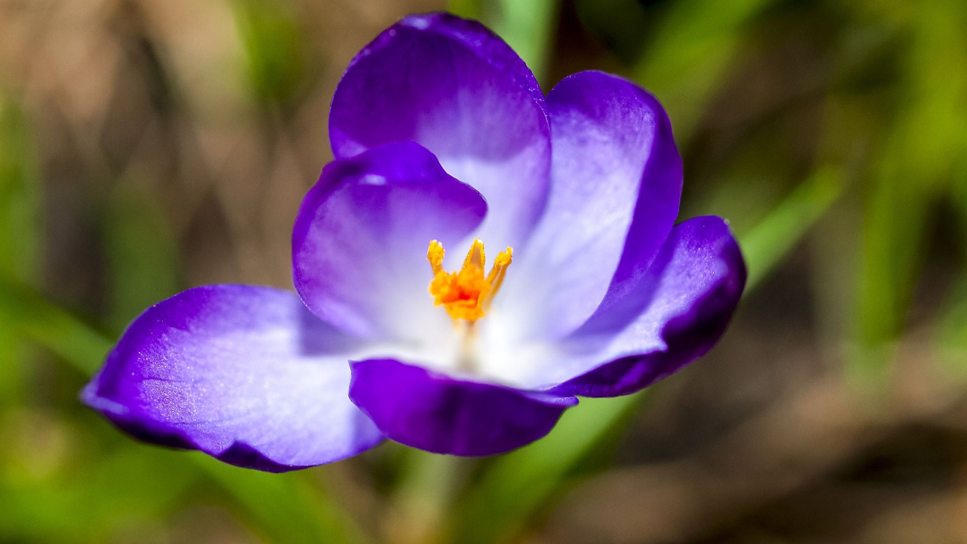 Wallpaper Purple crocus, petals, close up, bloom