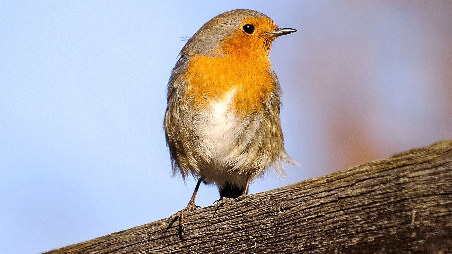 Wallpaper Robin, European robin, orange neck, bird