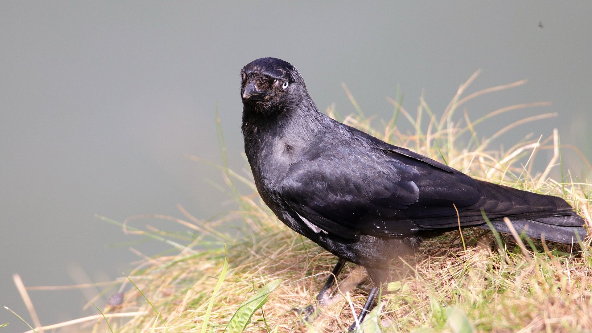 Wallpaper Crow, raven, blackbird