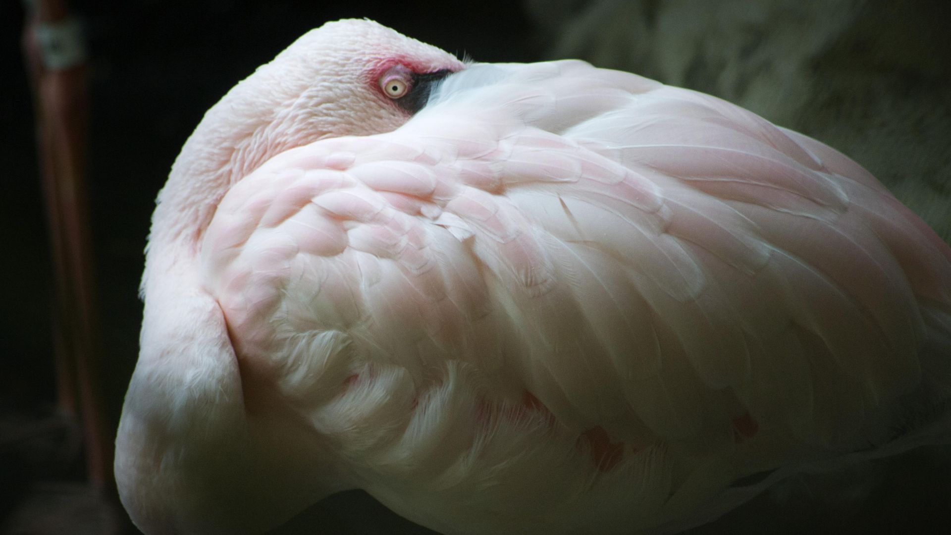 Wallpaper Flamingo, feathers, pink bird