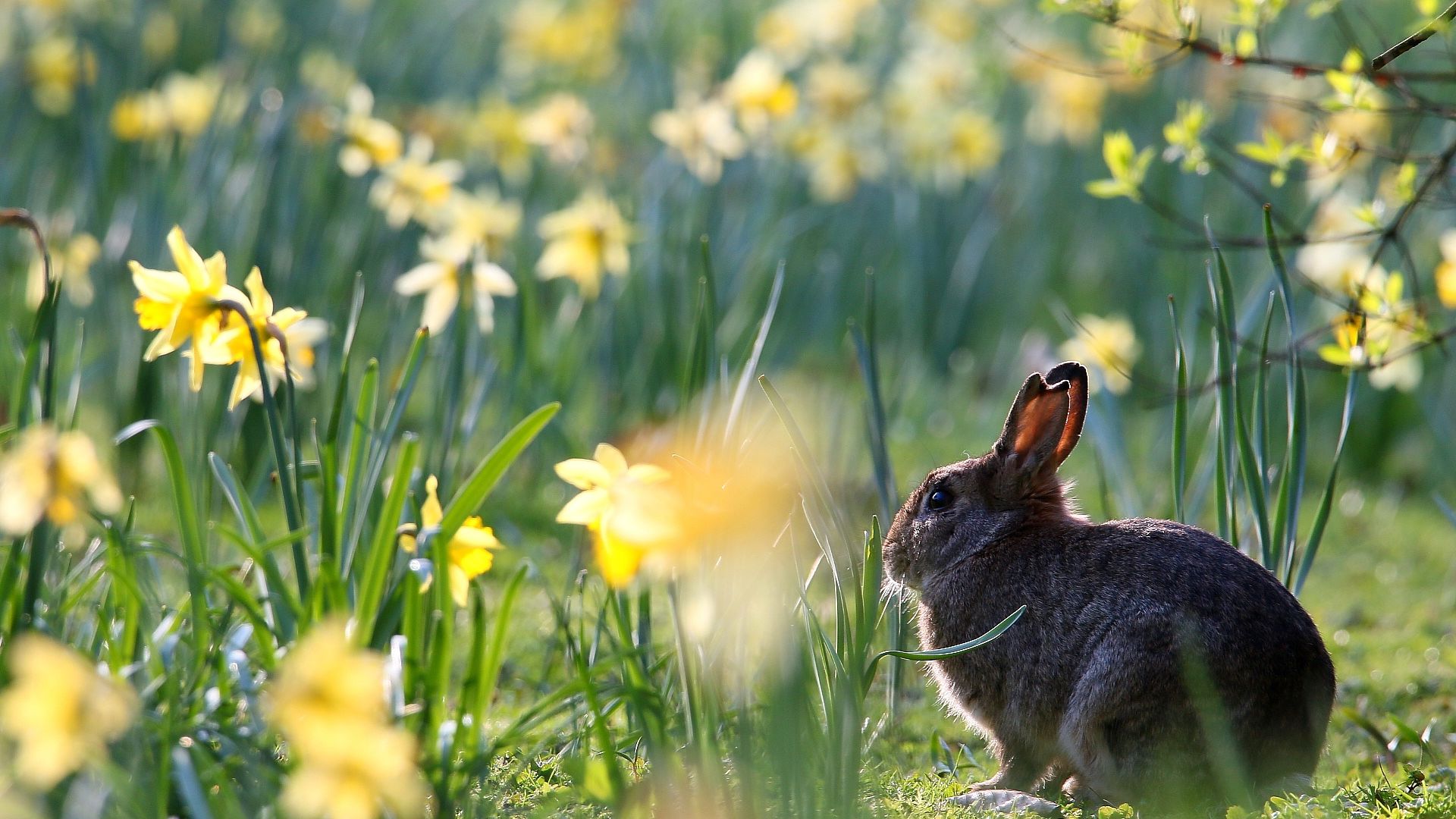 Wallpaper Hare, rabbit, cute animal, meadow, plants