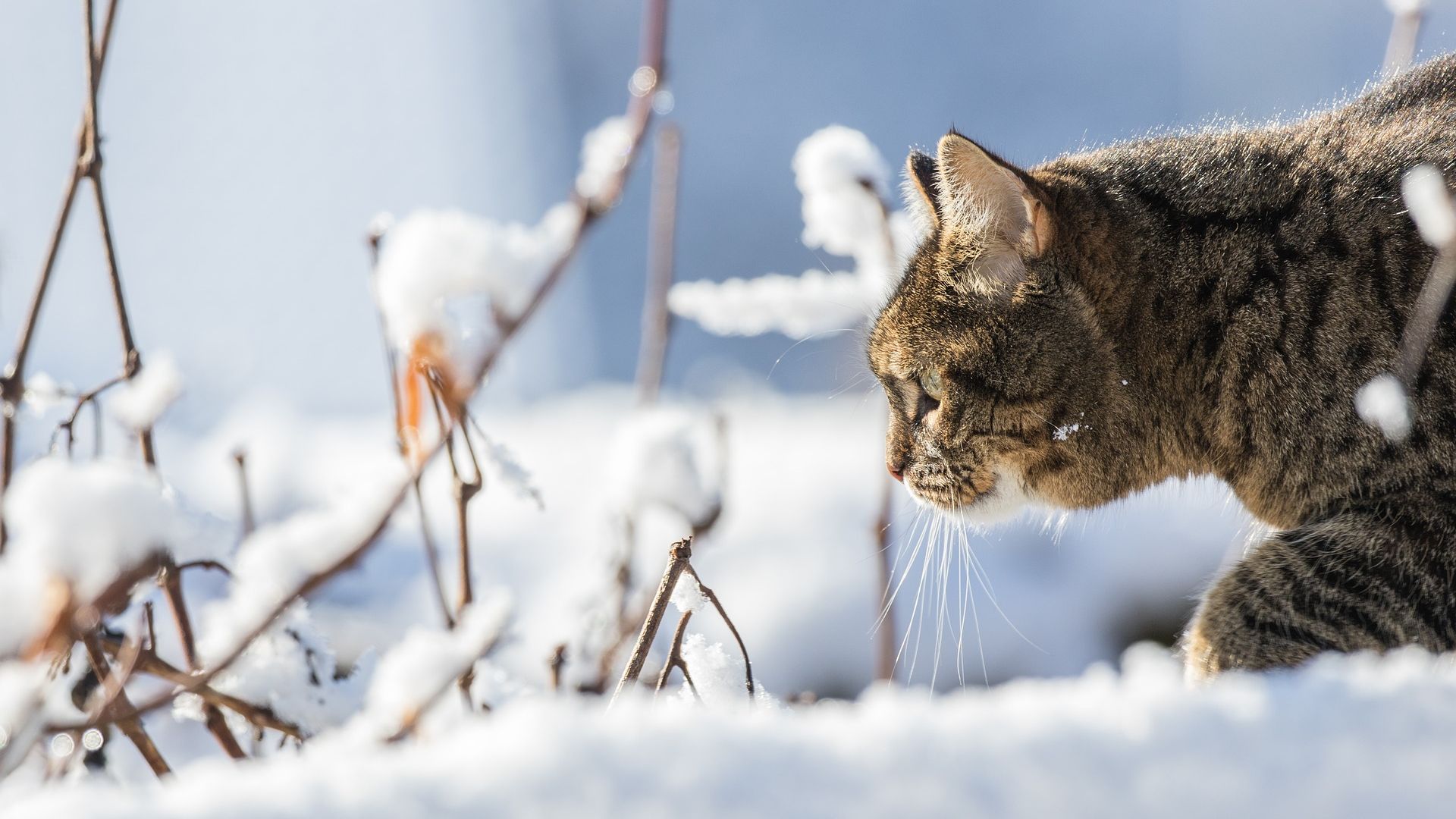 Desktop Wallpaper Cat, Winter, Snow, Domestic Cat, Hd Image, Picture,  Background, Idnwbl