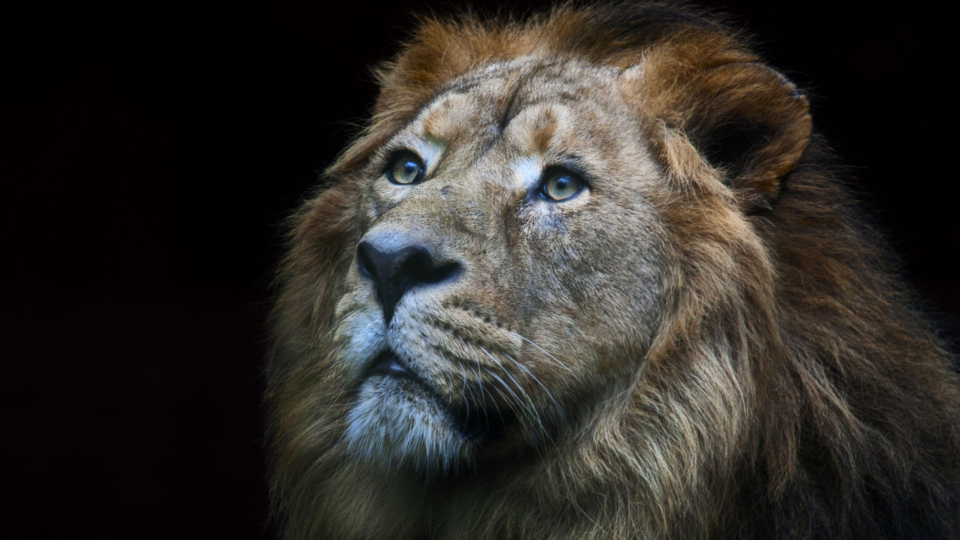 Wallpaper Lion, furry wild animal, muzzle