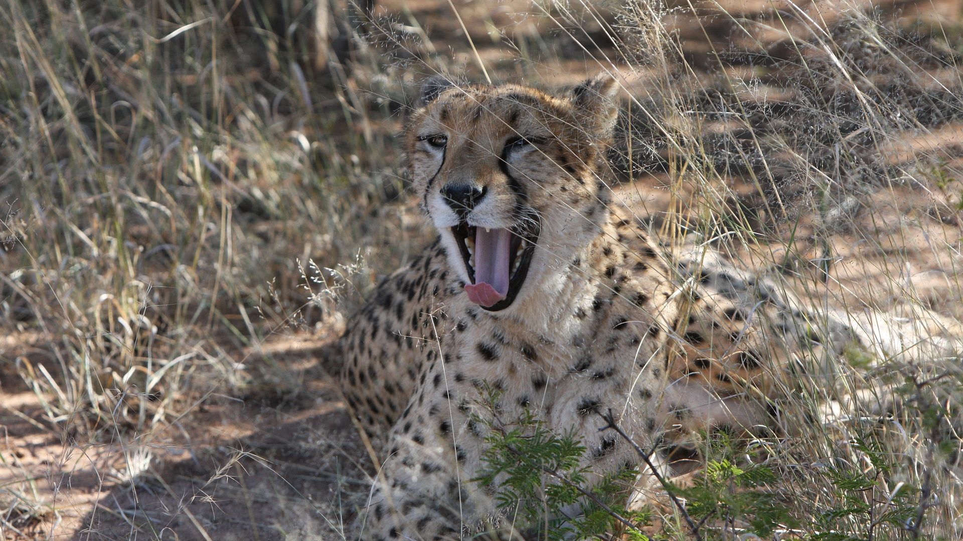 Wallpaper Cheetah, predator, Namibia wild life