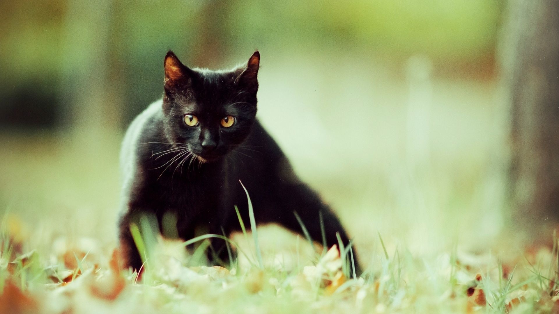 Wallpaper Black cat
