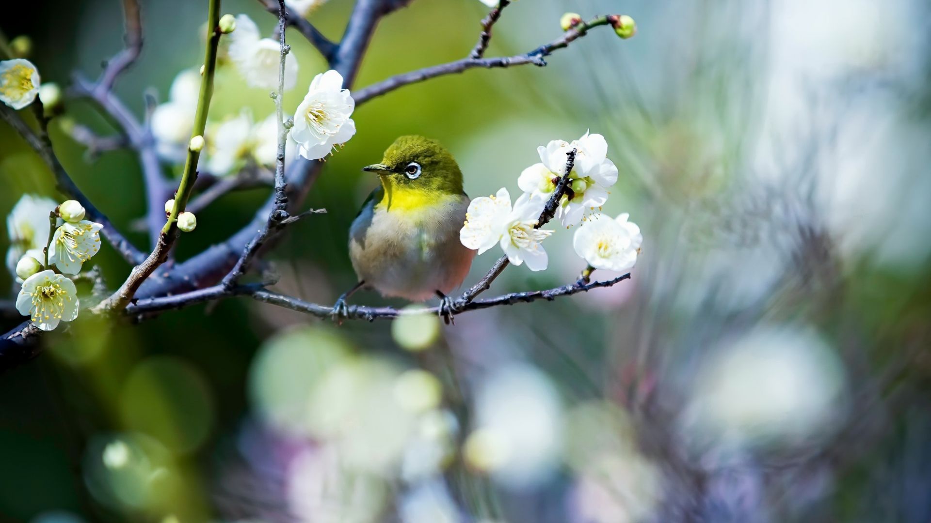 Wallpaper Japanese white-eye bird, flowers, tree branch