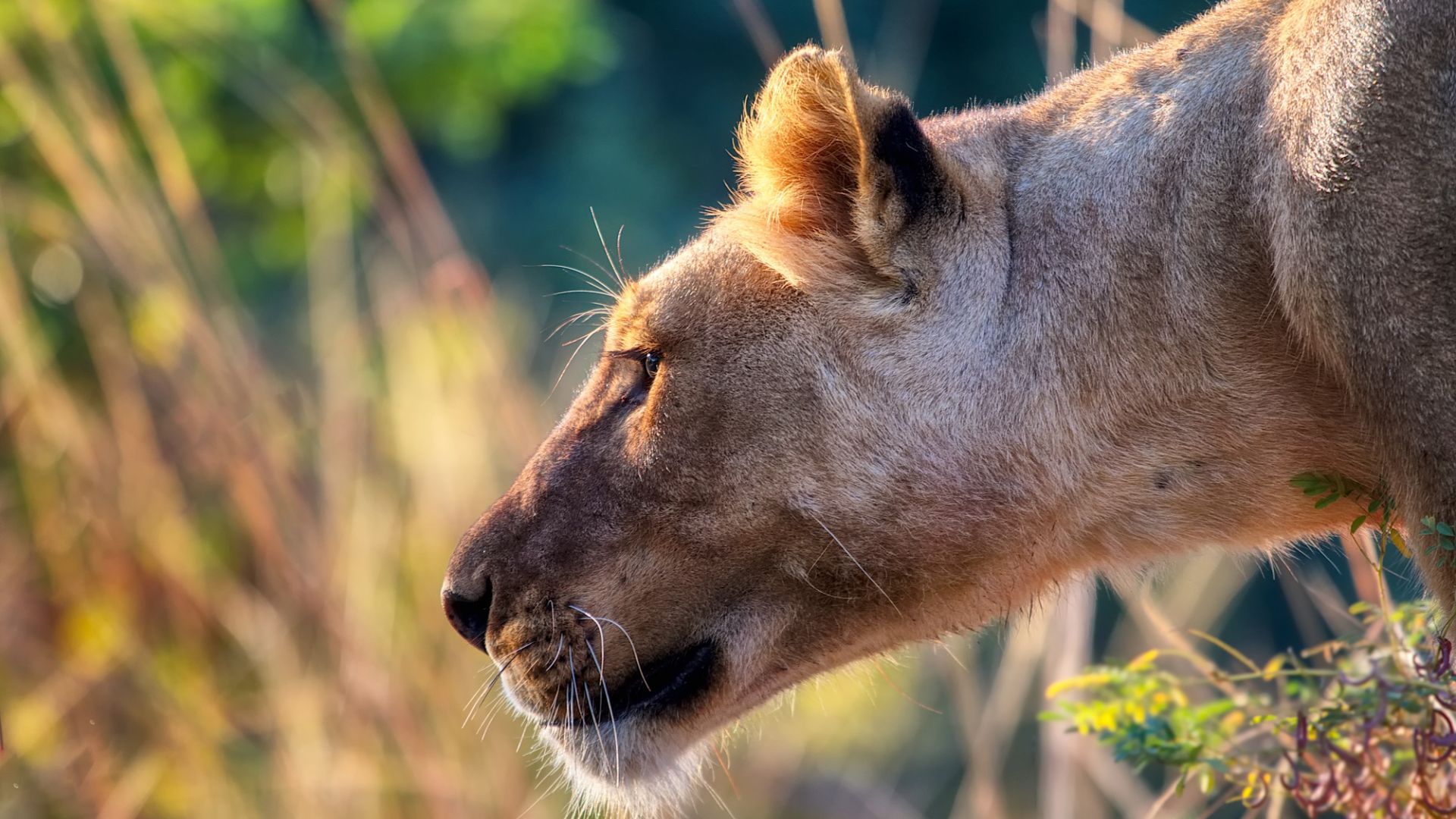 Wallpaper Female Lion, Lioness, predator muzzle
