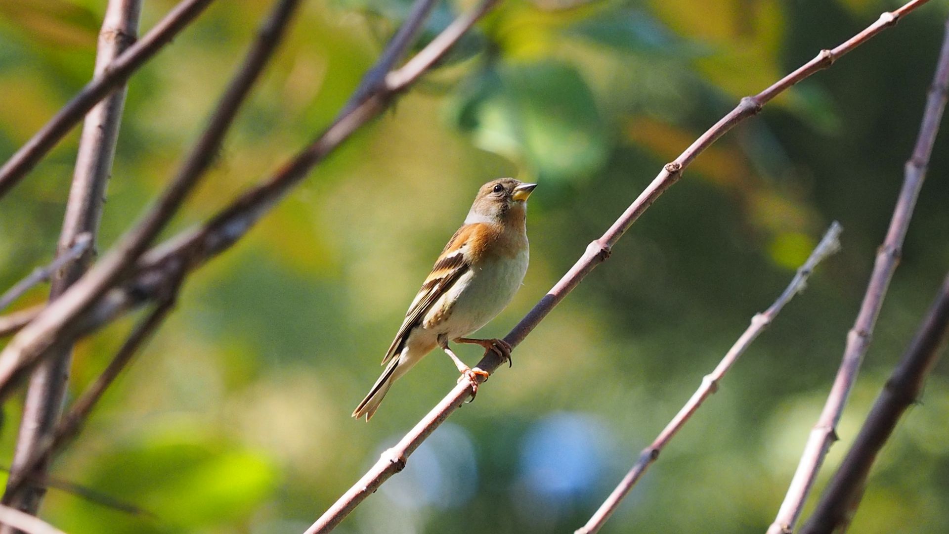 Wallpaper Sparrow bird, sitting