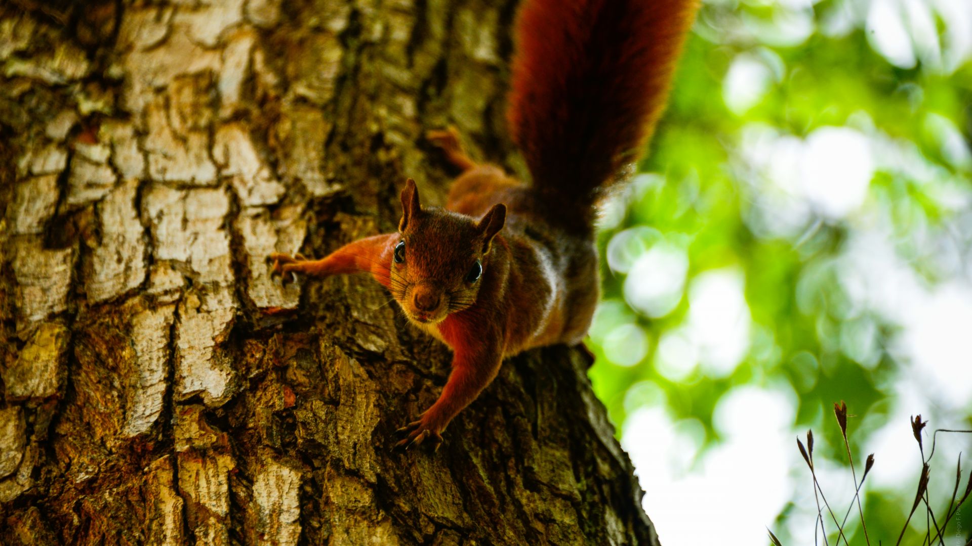 Wallpaper Squirrel tree climb