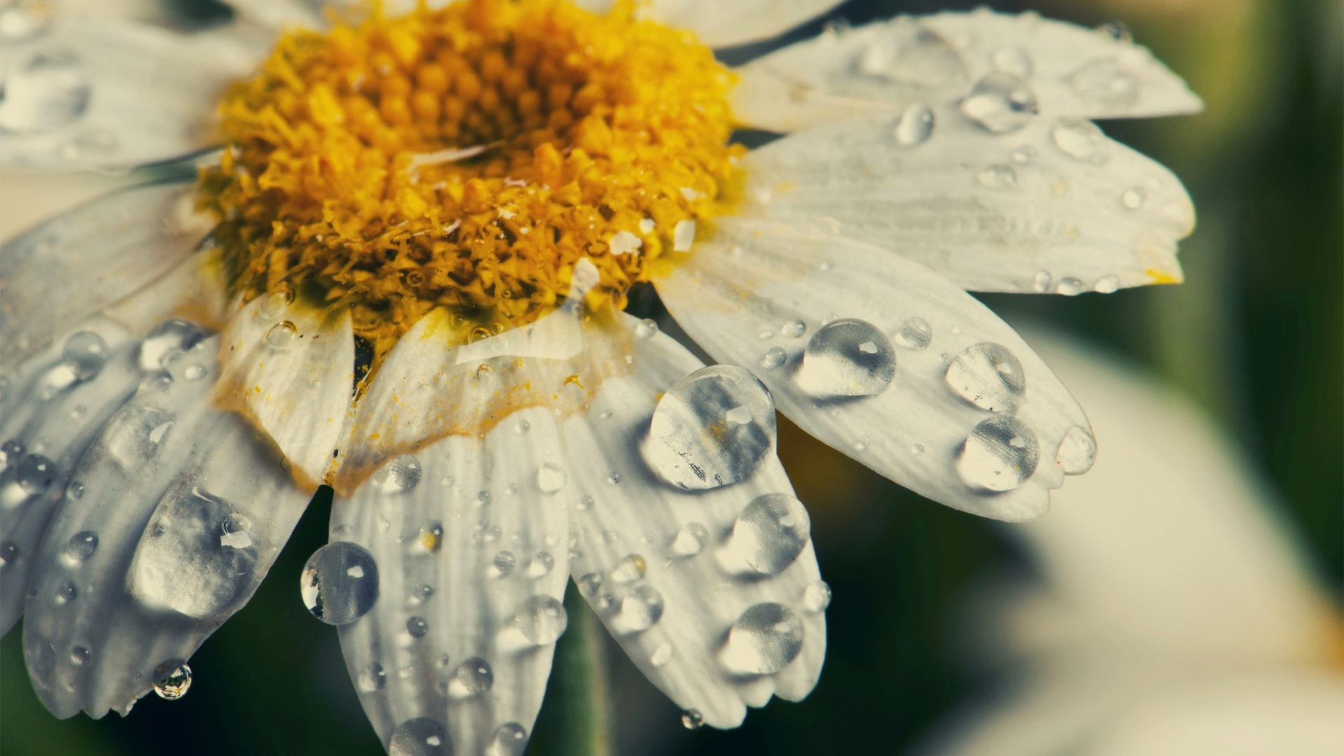 Wallpaper Daisy, water drops, flowers, close up
